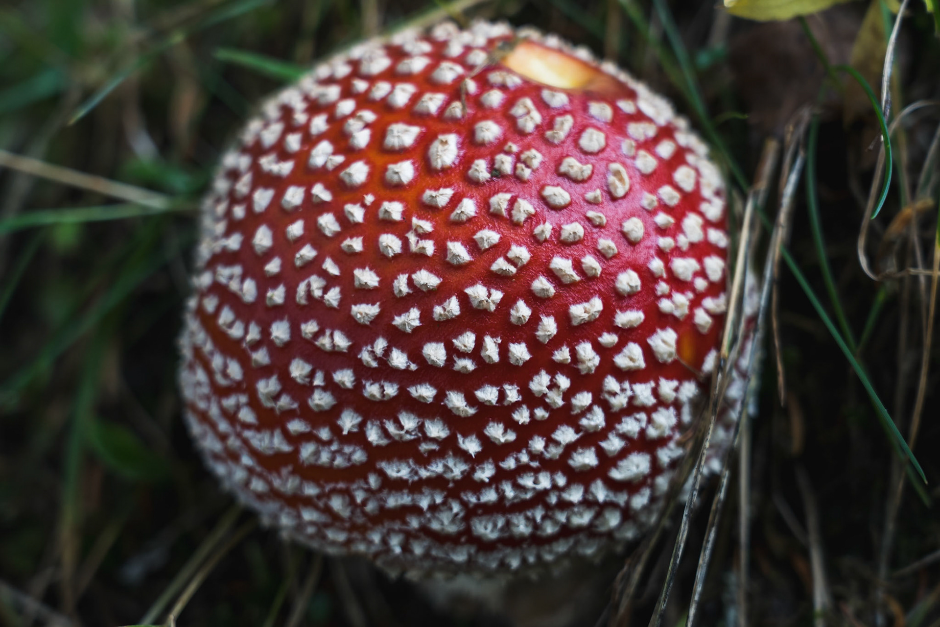 Red, Poisonous Mushroom – A Beautiful Yet Dangerous Fungus