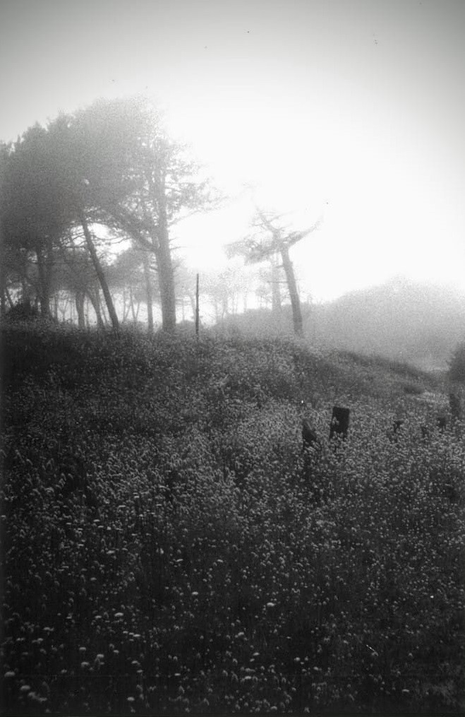"Mañana de niebla I"
