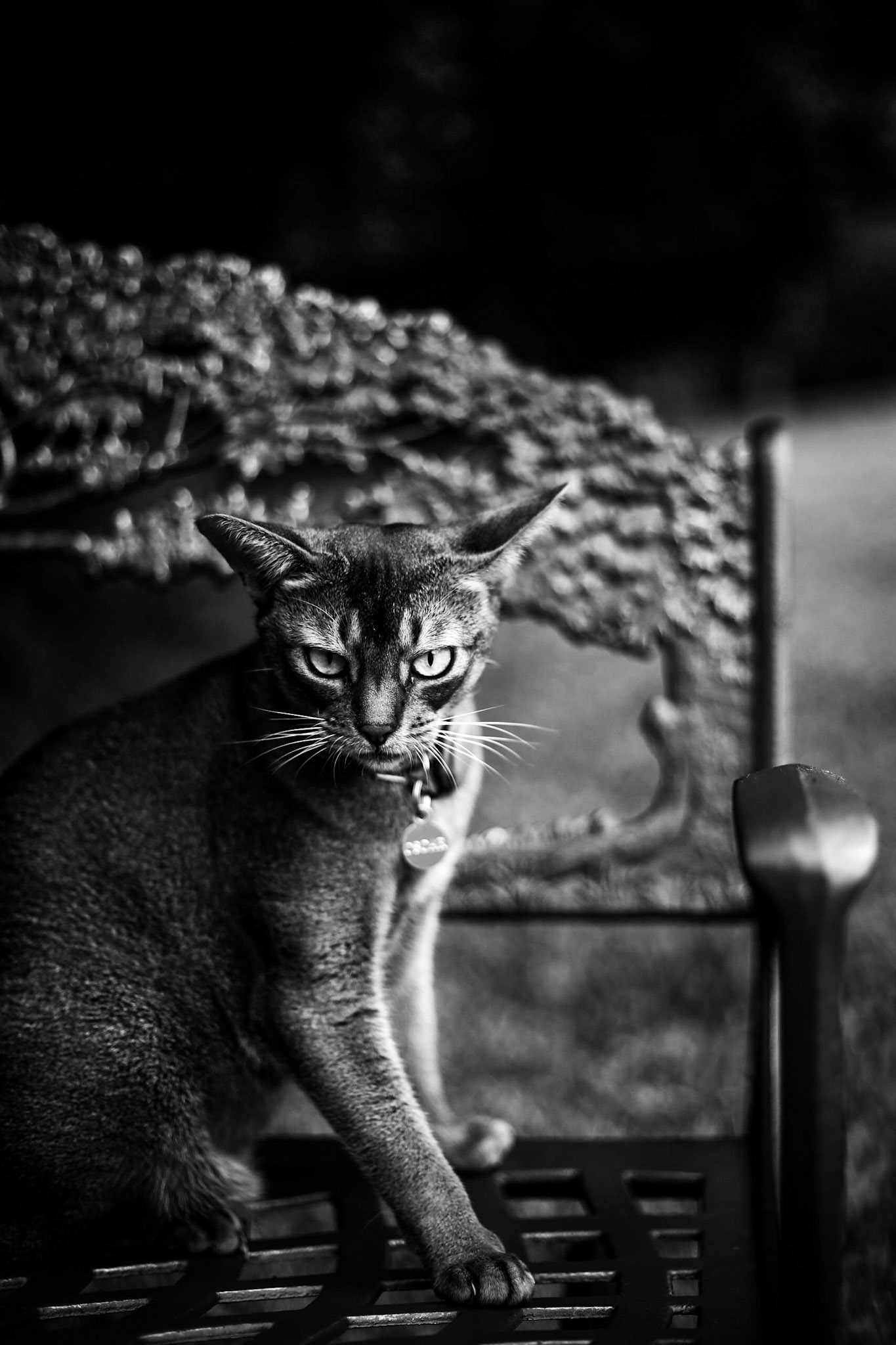 Oscar on chair 1