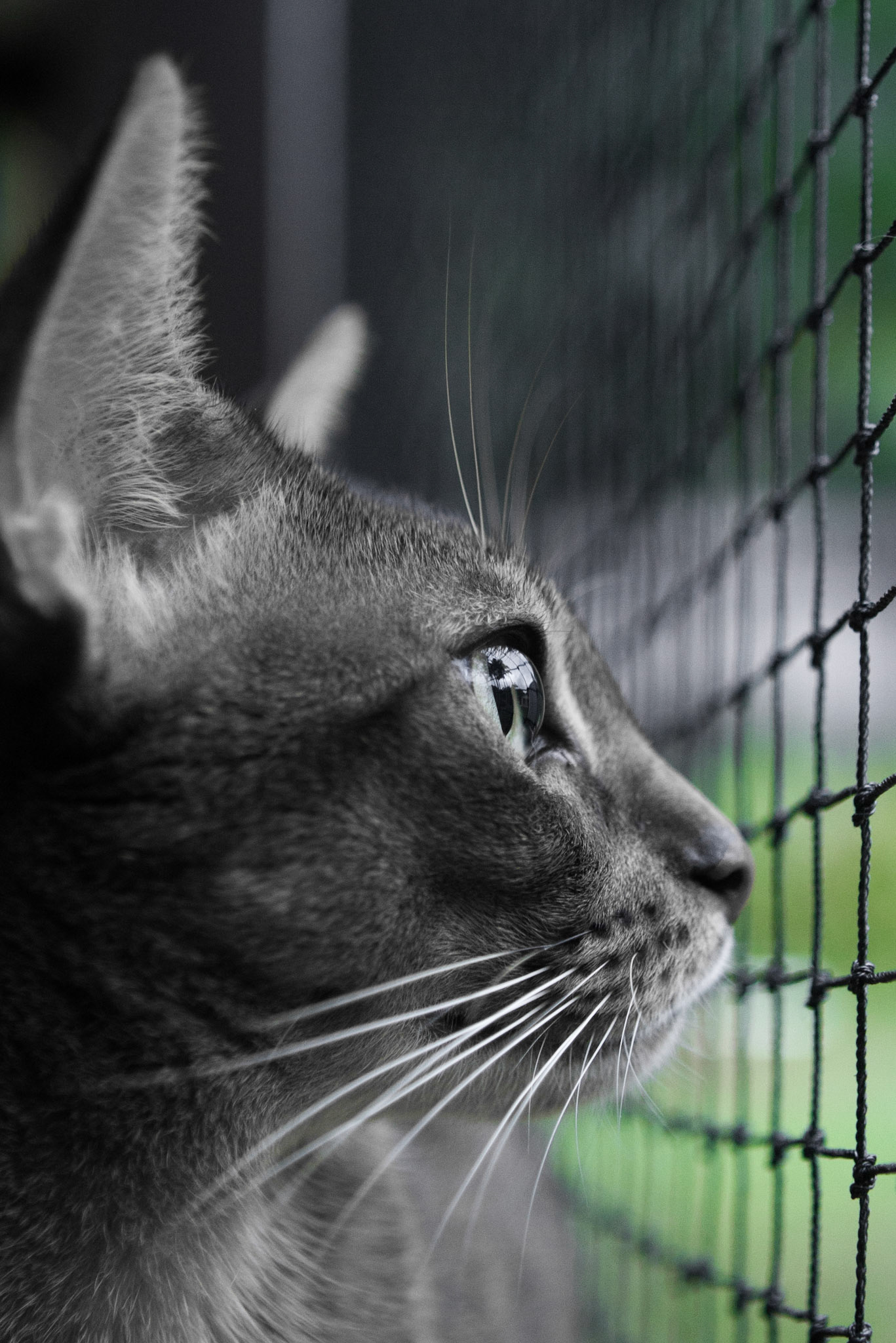 Dreaming of green grass betond the enclosure
