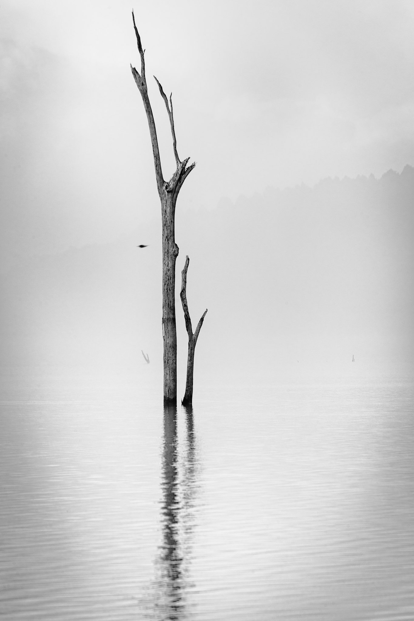 tree with bird fog vi