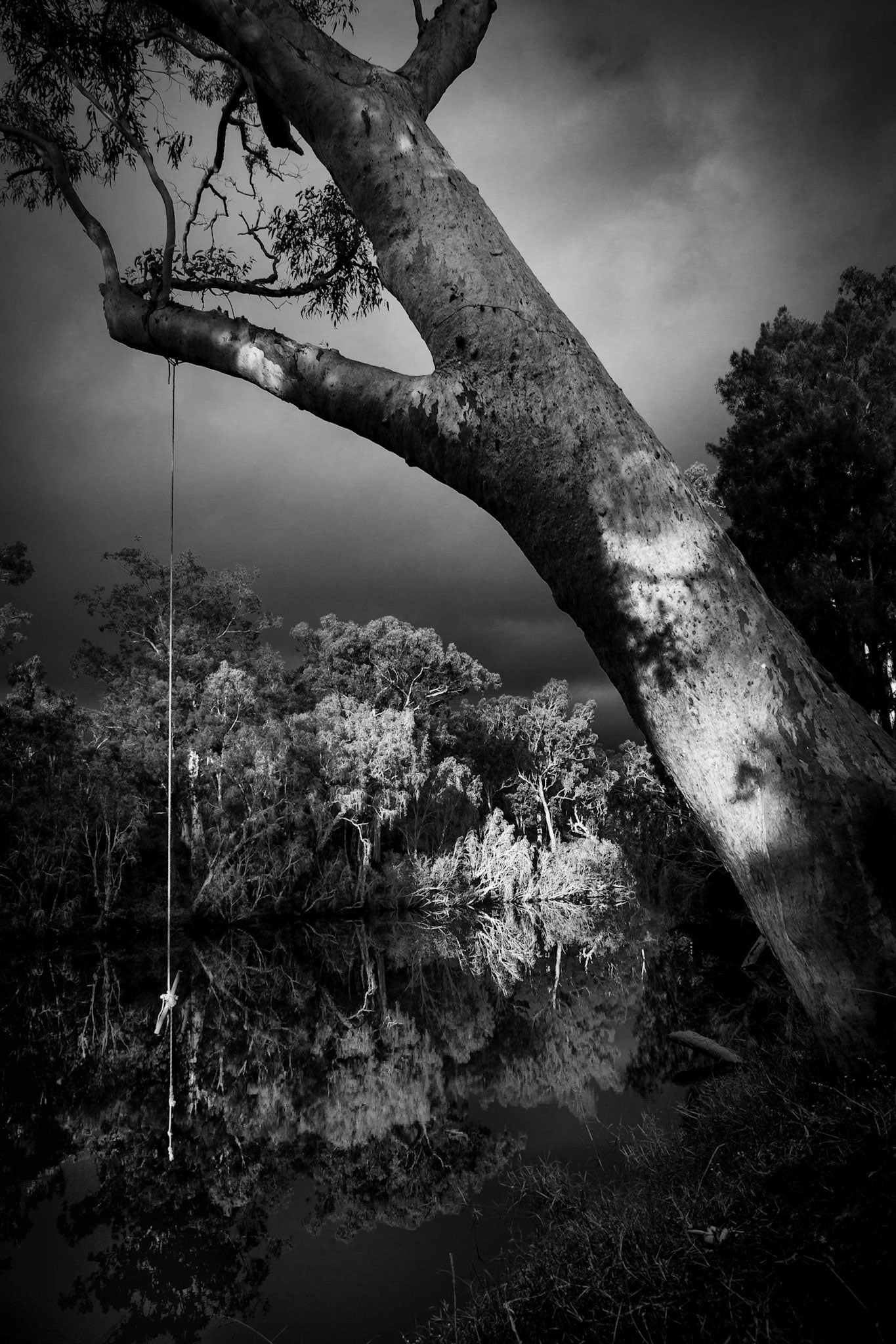 Swing in tree at Woodleigh