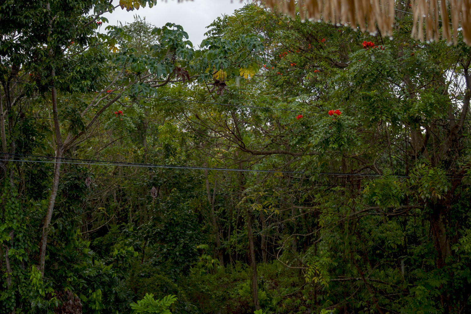 Untitled [CAMUY], 2025