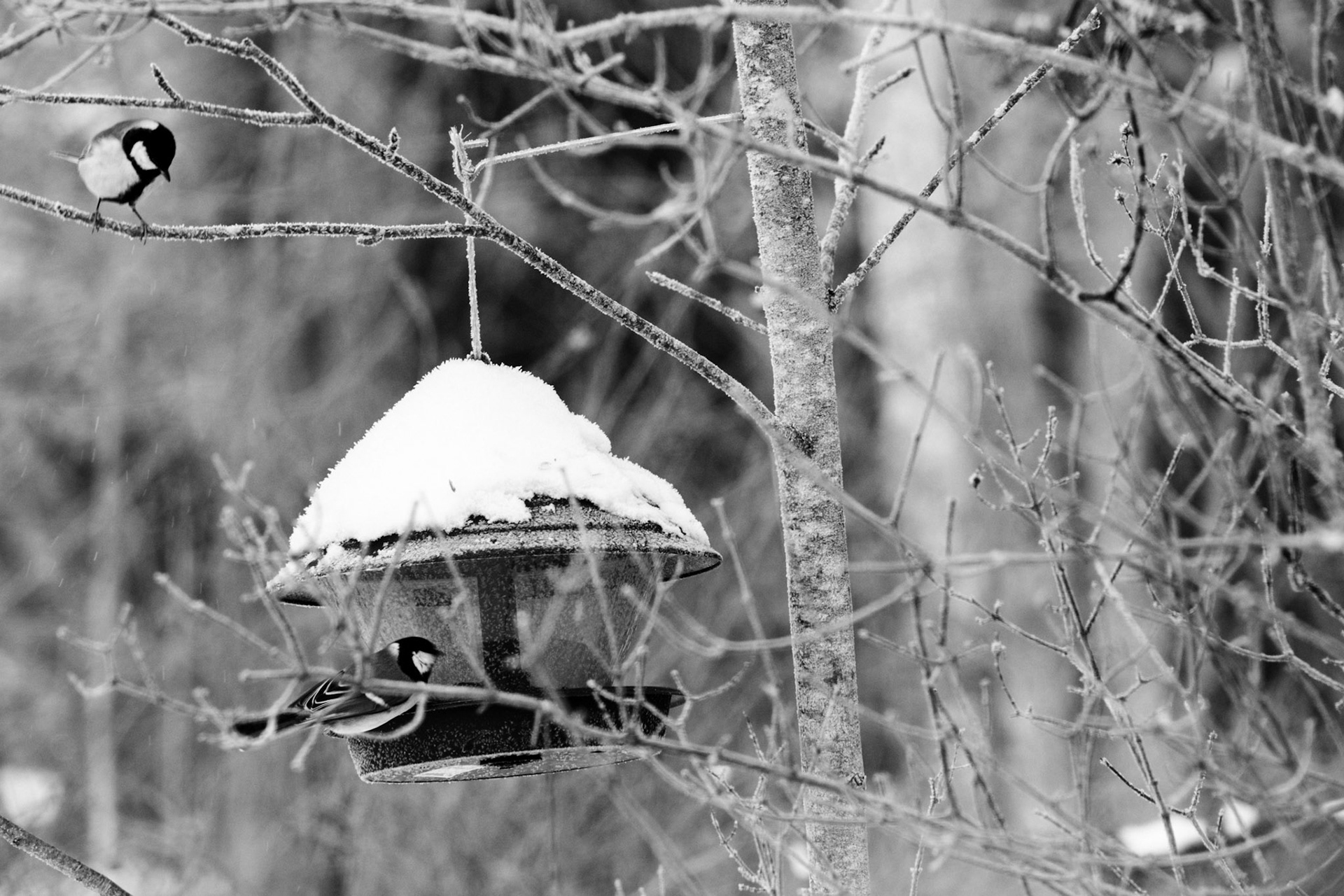 A black-and-white photo of two great tits visiting a bird feeder.
