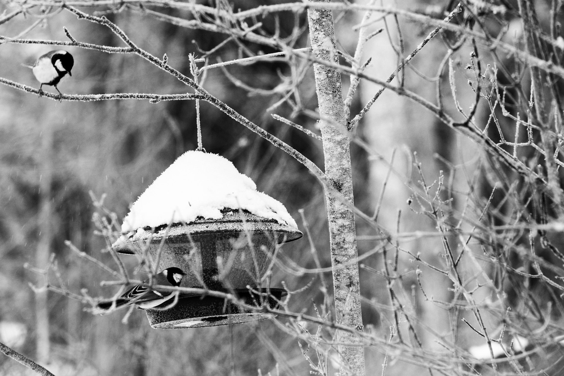 A black-and-white photo of two great tits visiting a bird feeder.