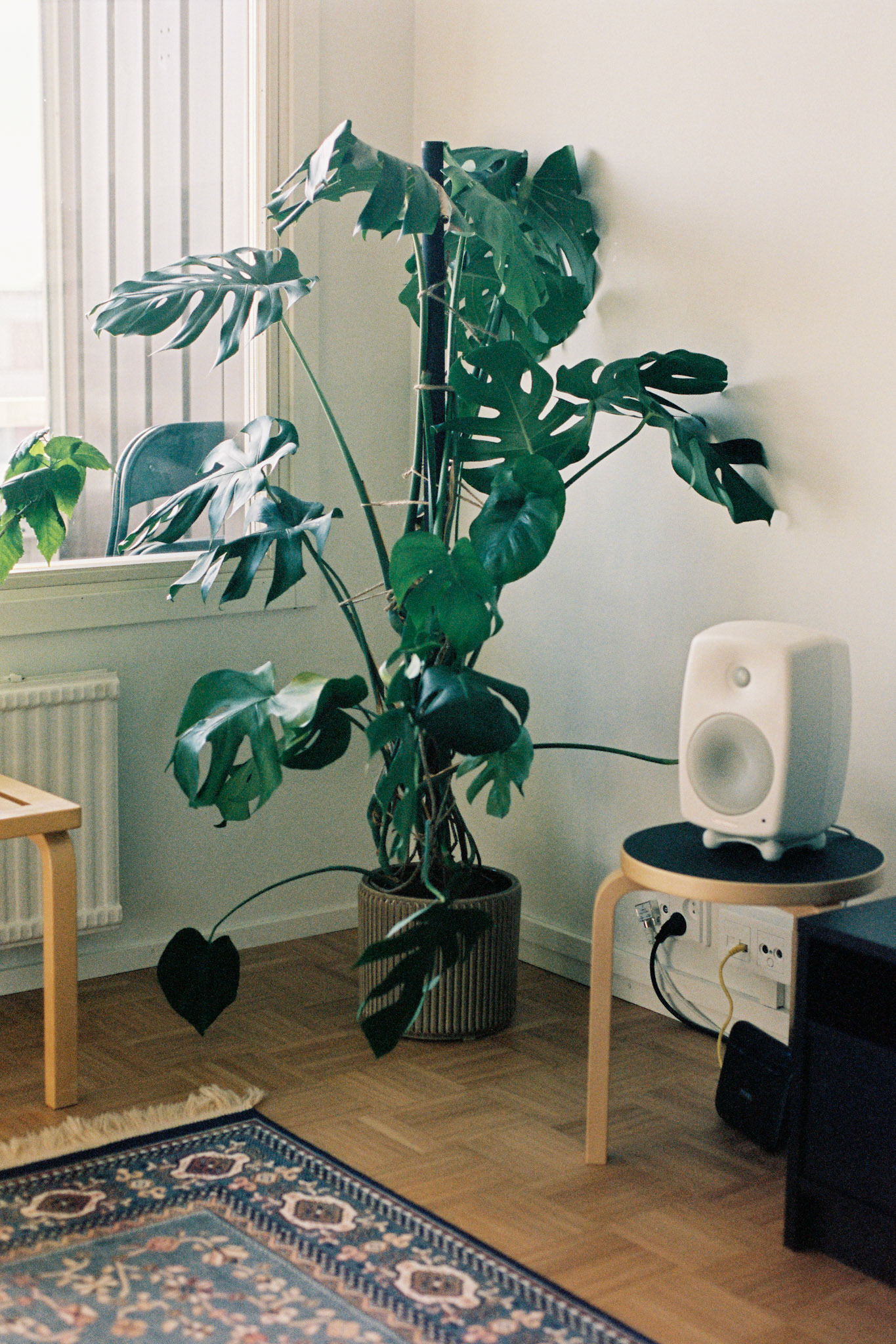 A colour film photograph of a living room corner. There is a large monstera, a Geneleg speaker on an Artek stool, and a Persian style rug on the floor.