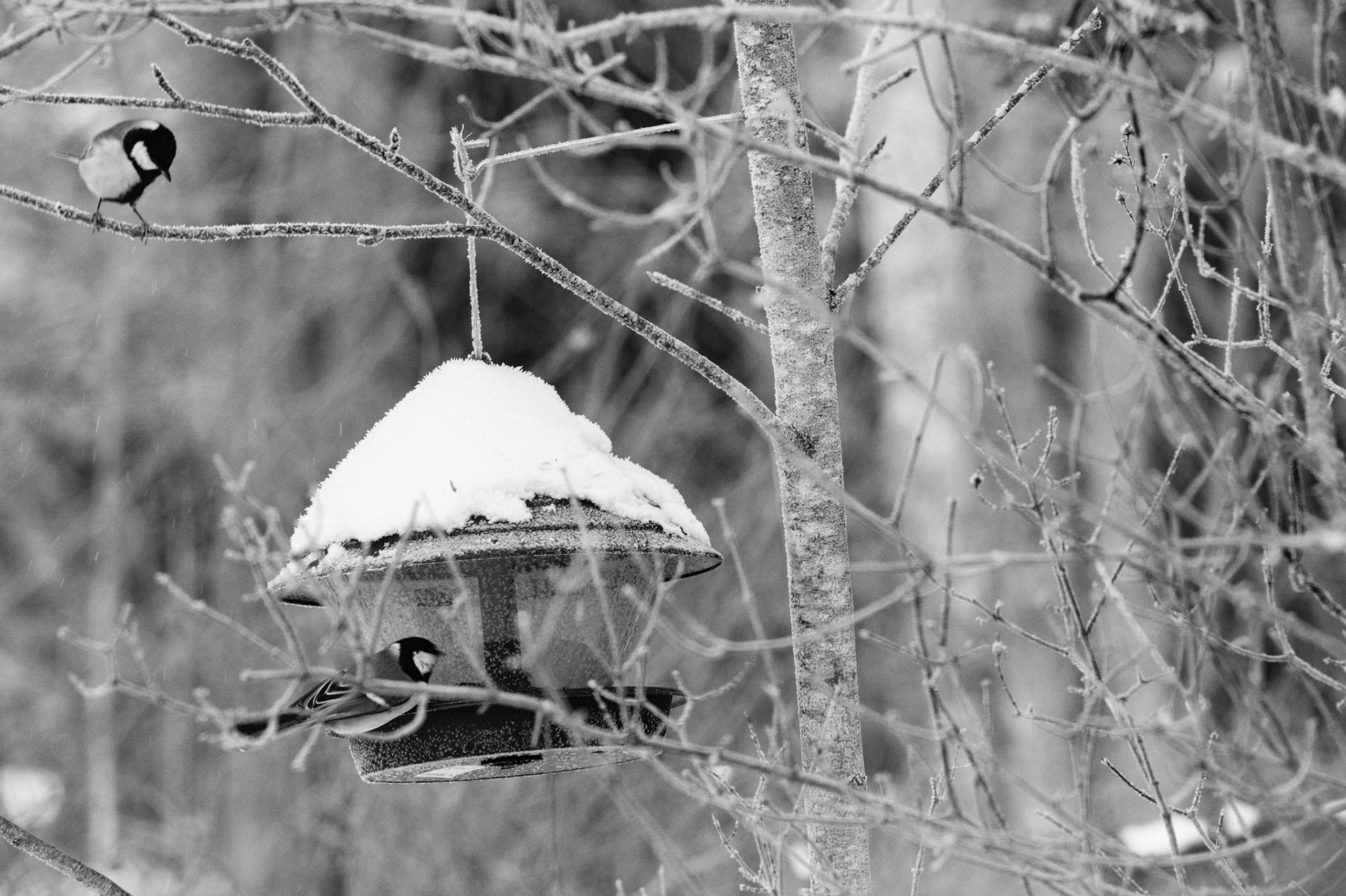 A black and white photo of two great tits visiting a bird feeder.