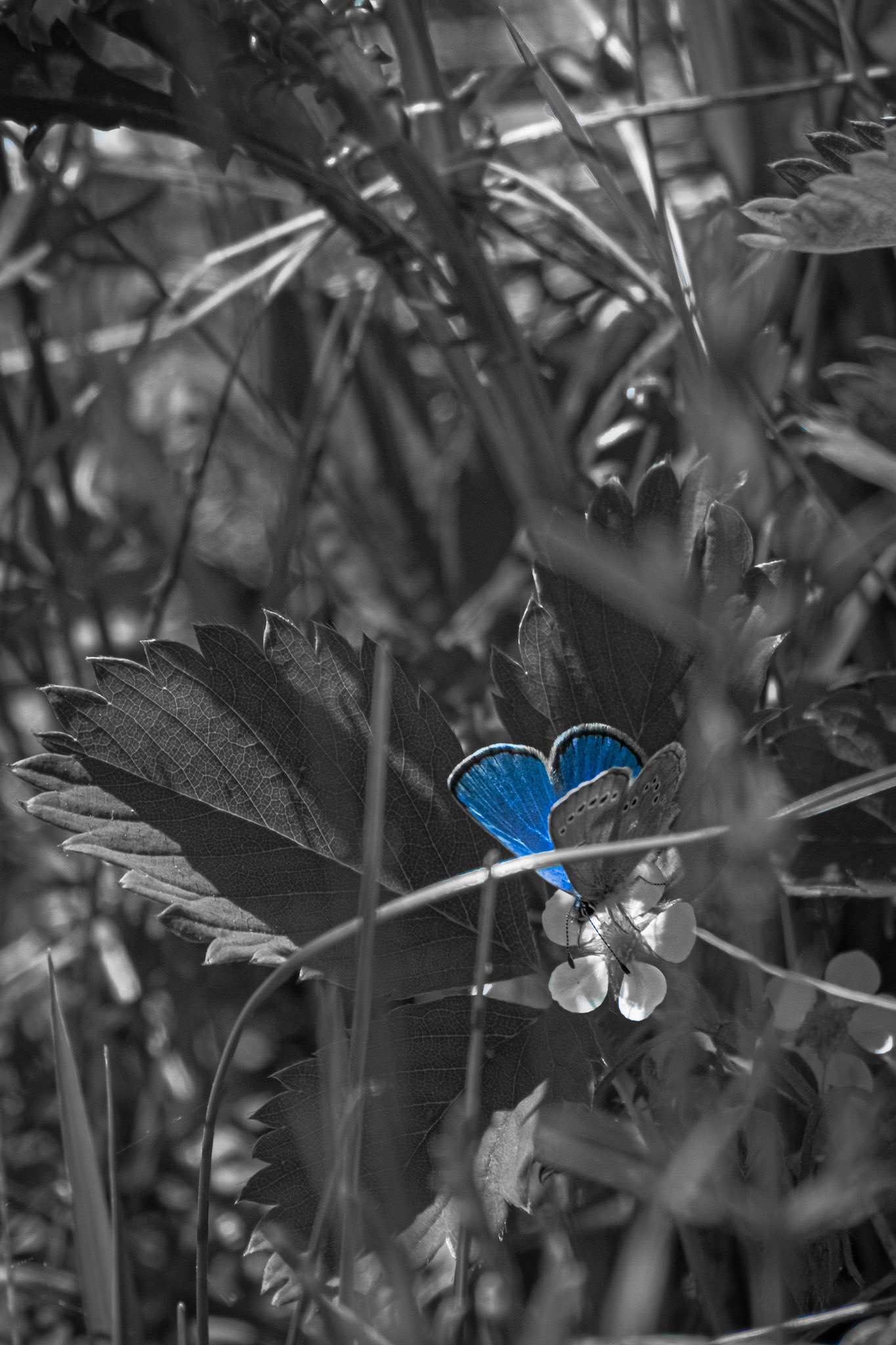 Butterfly Blues. Shot with: Nikon D5200 + Sigma 70-300mm.