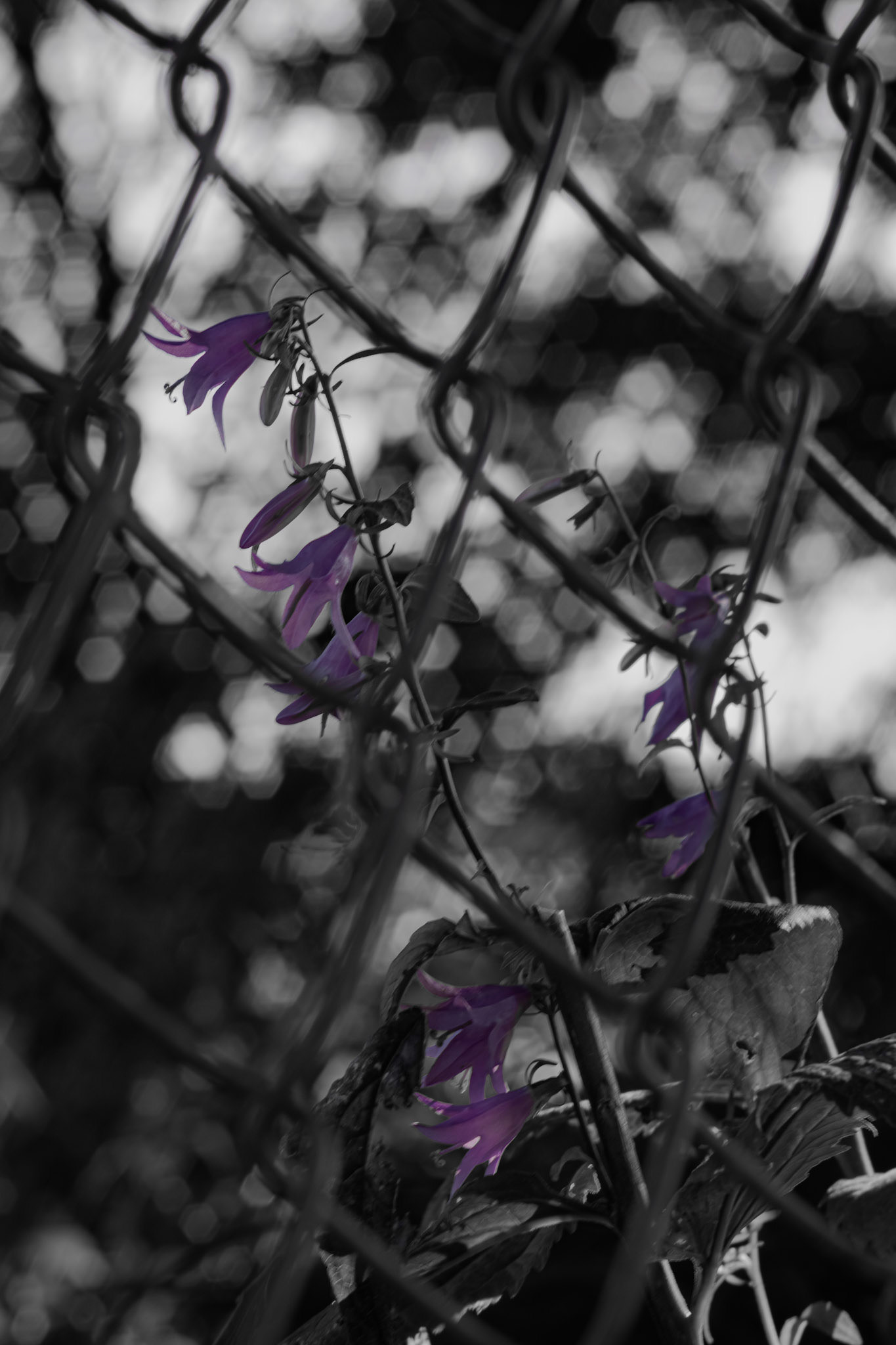Shot with: Nikon D5200 + Vivitar 85-205mm.