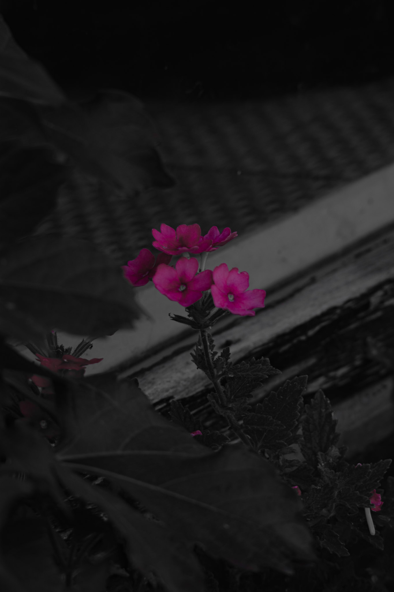 Shot with: Nikon D5200 + Vivitar 85-205mm.