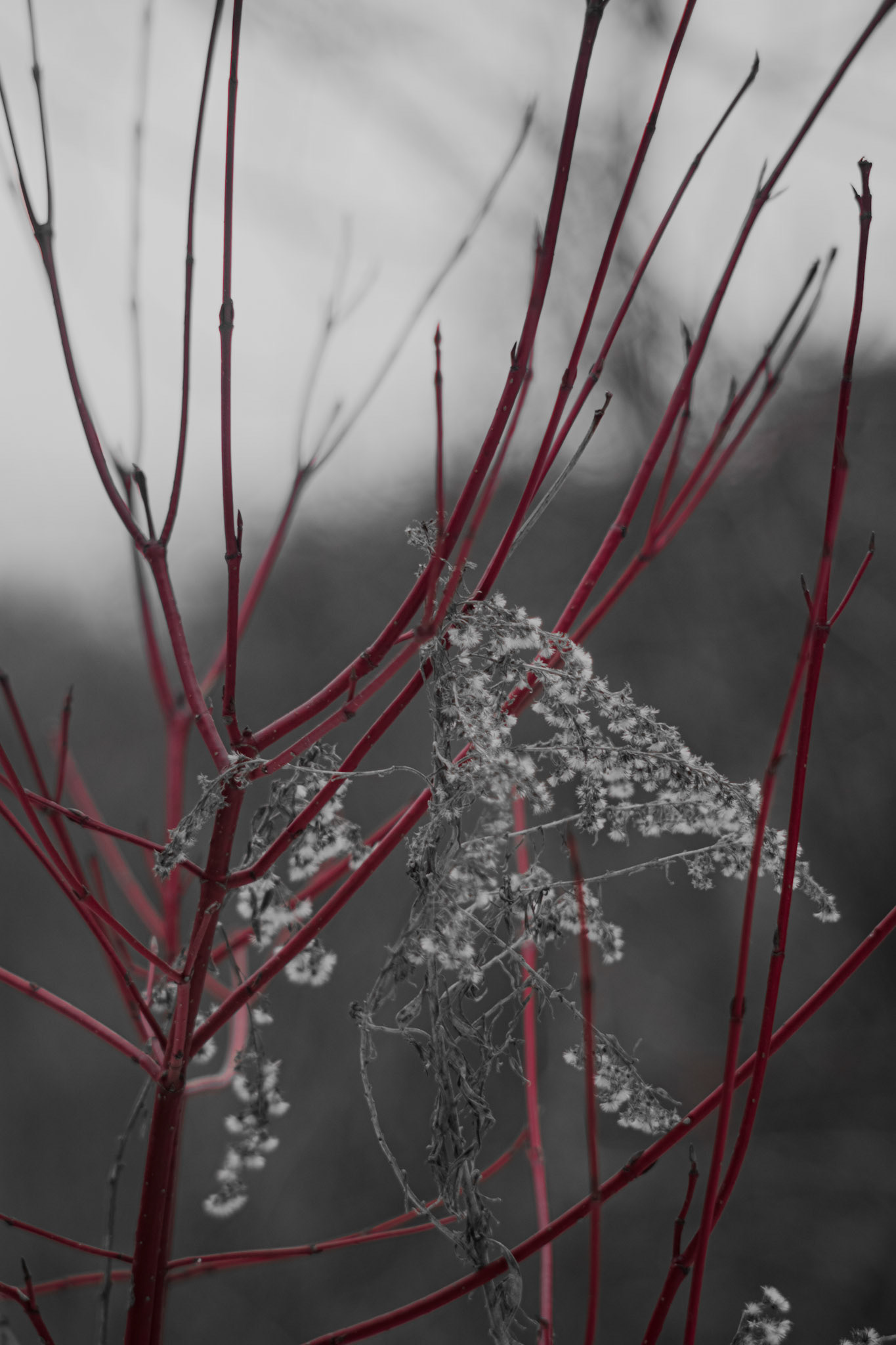 Shot with: Nikon D5200 + Vivitar 85-205mm.
