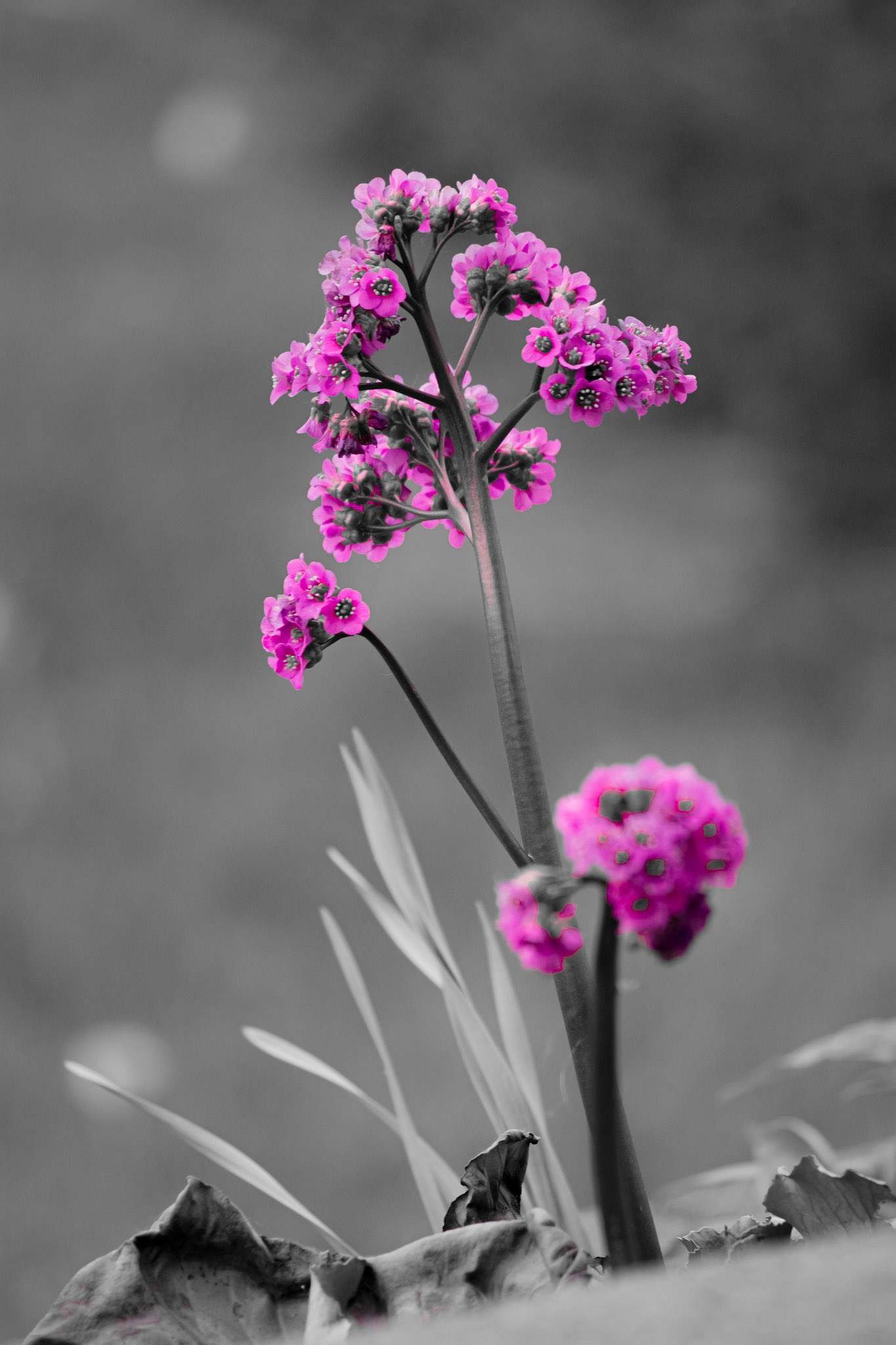 Picture-Perfect Primrose. Shot with: Nikon D5200 + Sigma 70-300mm.