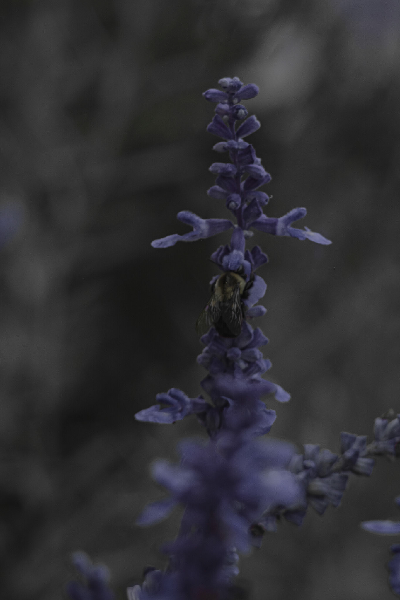 Wildflower Worker. Shot with: Nikon D5200 + Vivitar 85-205mm.