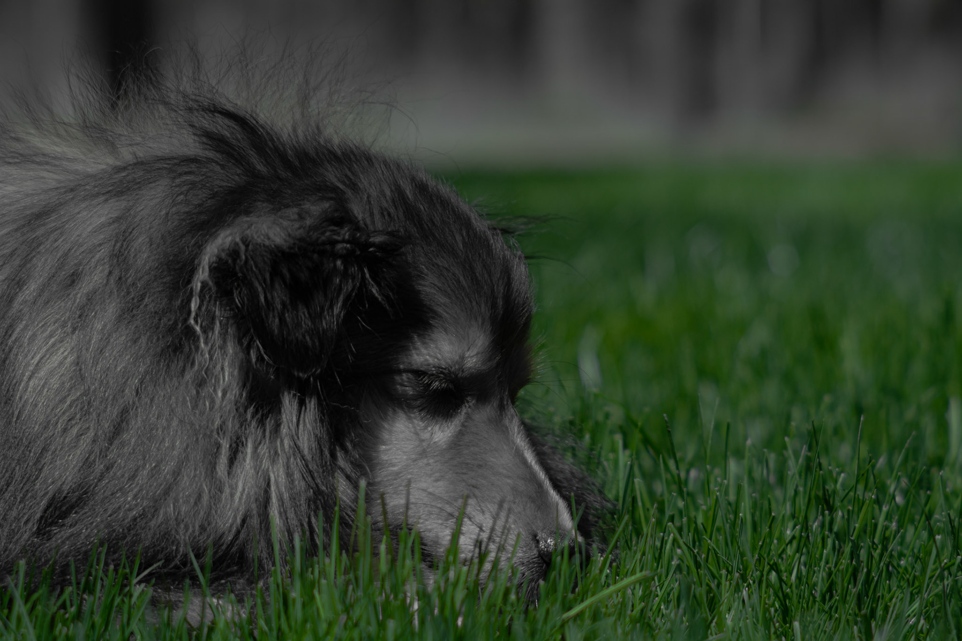 Shot with: Nikon D5200 + Vivitar 85-205mm3.8f.