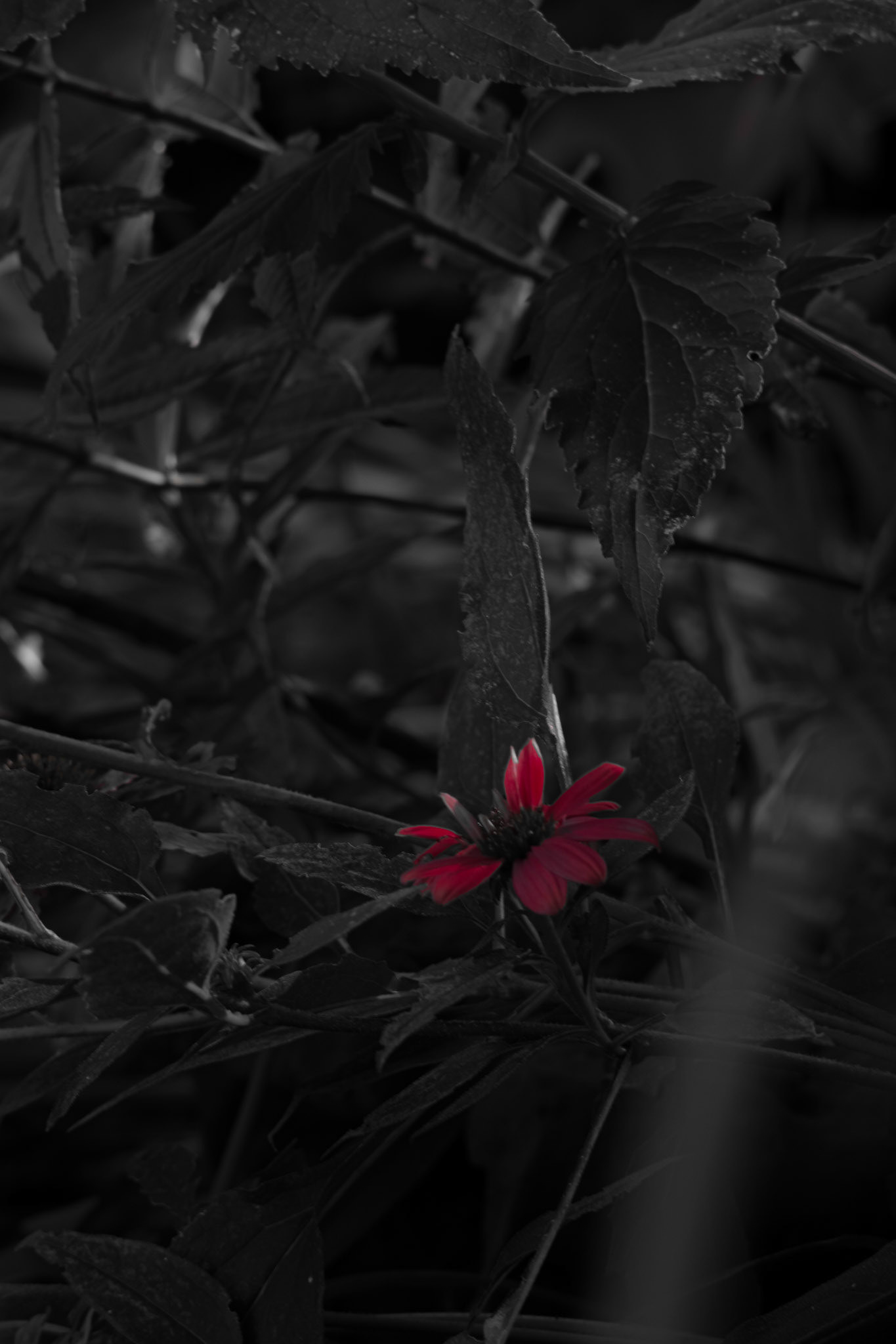 Shot with: Nikon D5200 + Vivitar 85-205mm.
