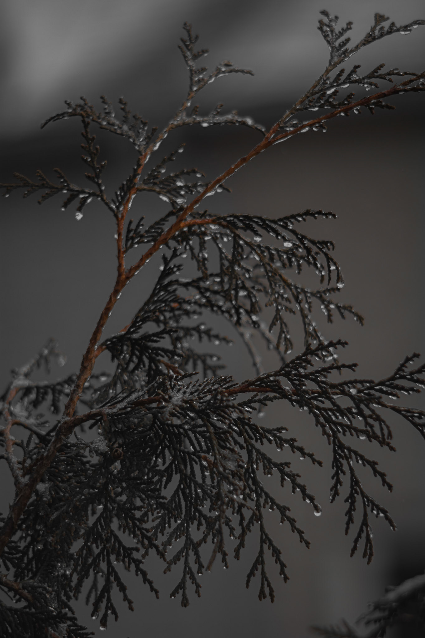 Shot with: Nikon D5200 + Vivitar 85-205mm (3.8f)