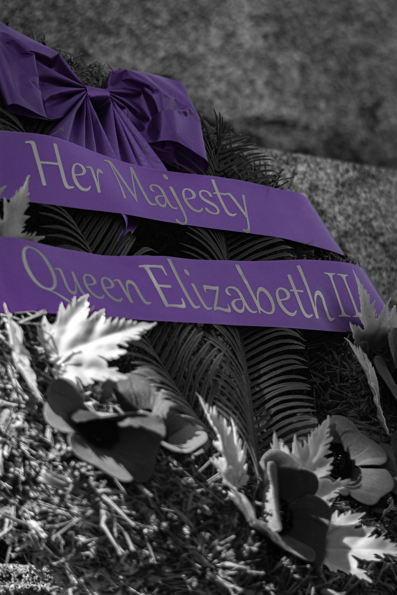Royal Remembrance - Purple Pop; Shot with: Nikon D5200 + Vivitar 85-205mm.