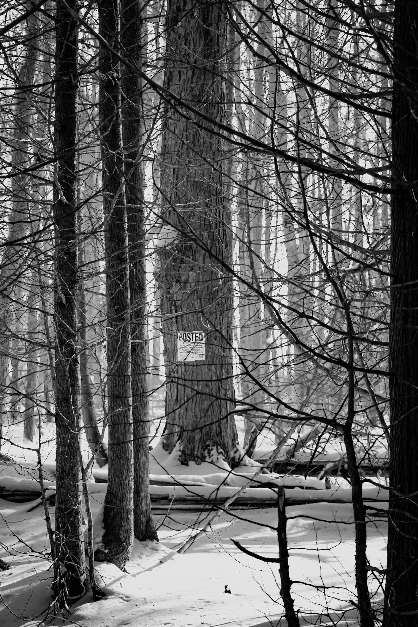 Golden Forest Glow - Black and White; Shot with: Nikon D5200 + Sigma 70-300mm.