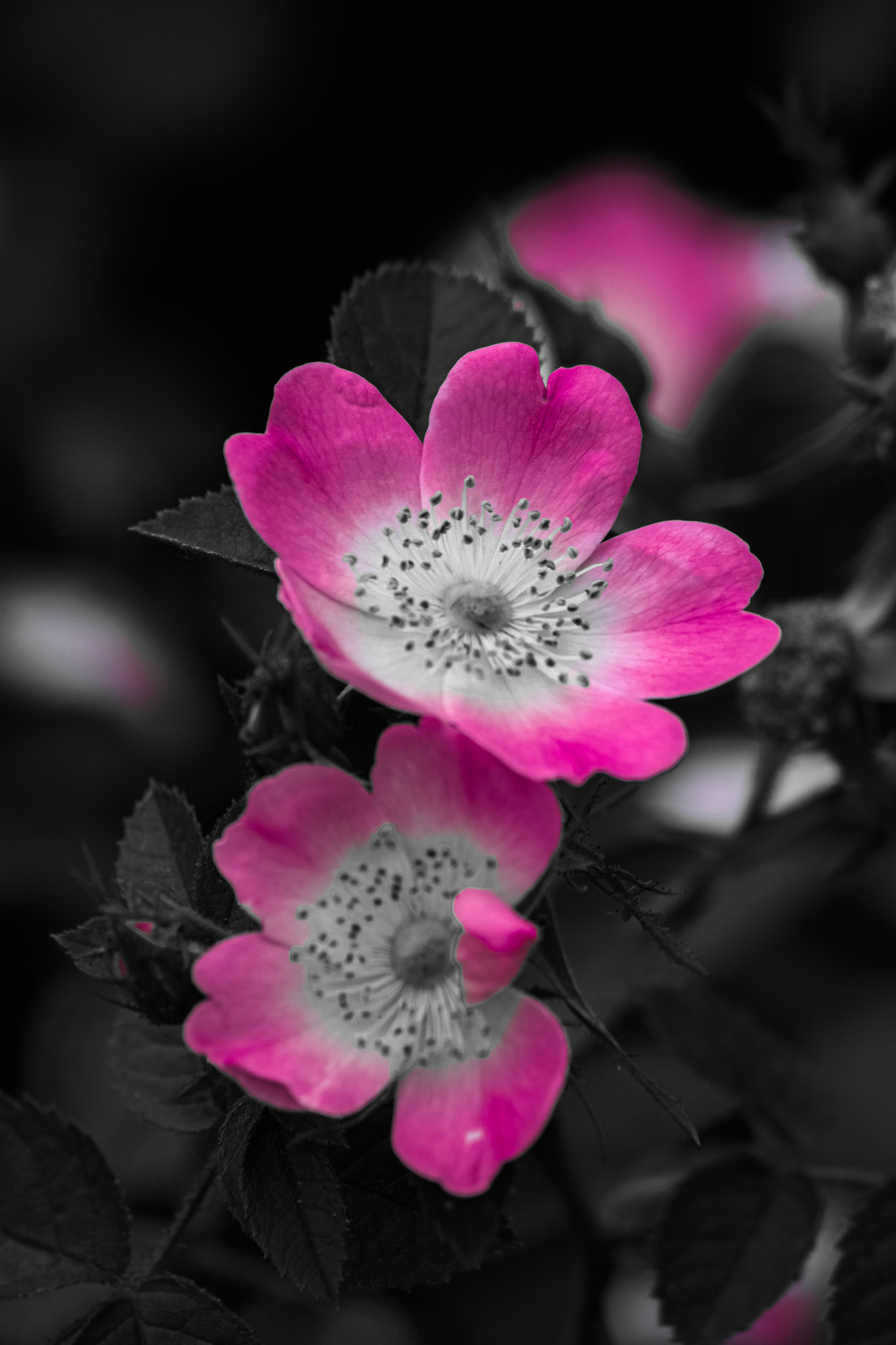 Pilled Wild Roses. Shot with: Nikon D5200 + Sigma 70-300mm.