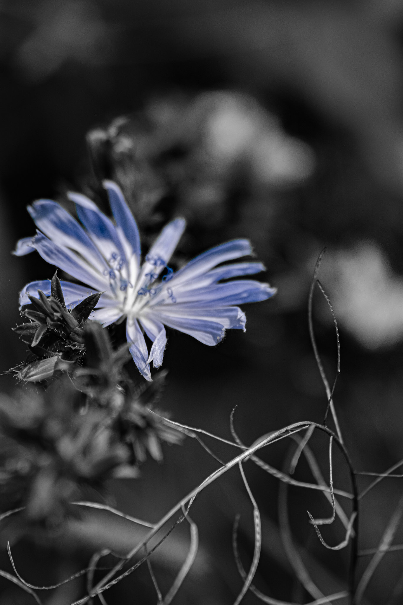 Blueblurry Focus. Shot with: Nikon D5200 + Sigma 70-300mm.