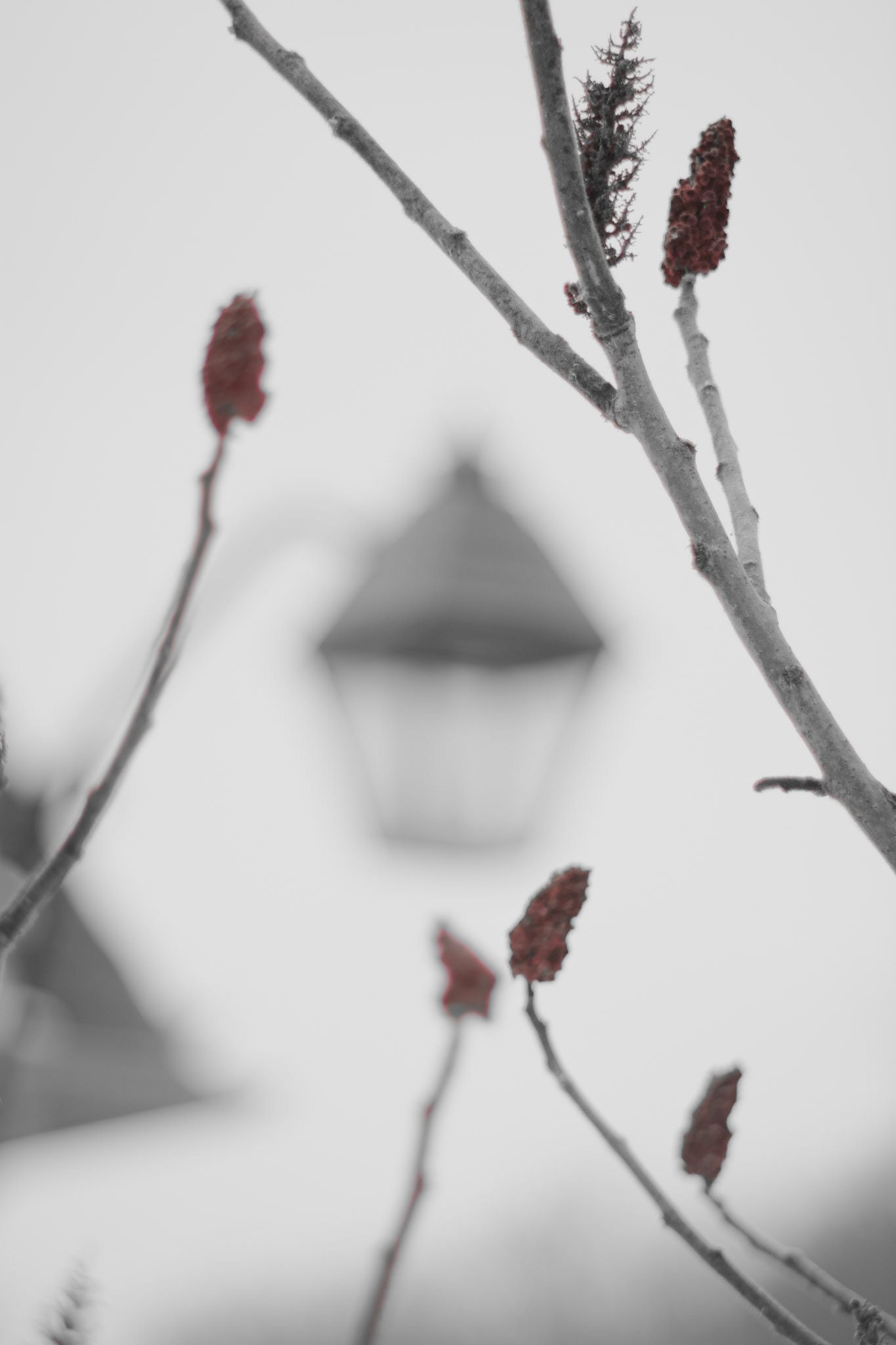 Shot with: Nikon D5200 + Vivitar 85-205mm.