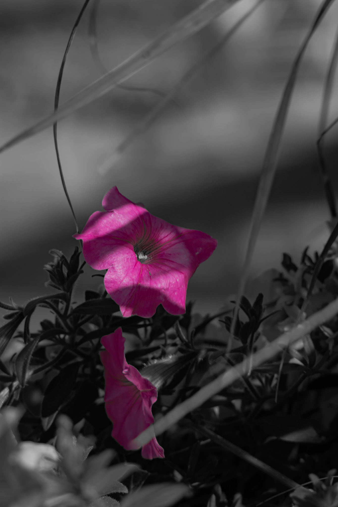 Pretty in Pink. Shot with: Nikon D5200 + Vivitar 85-205mm.