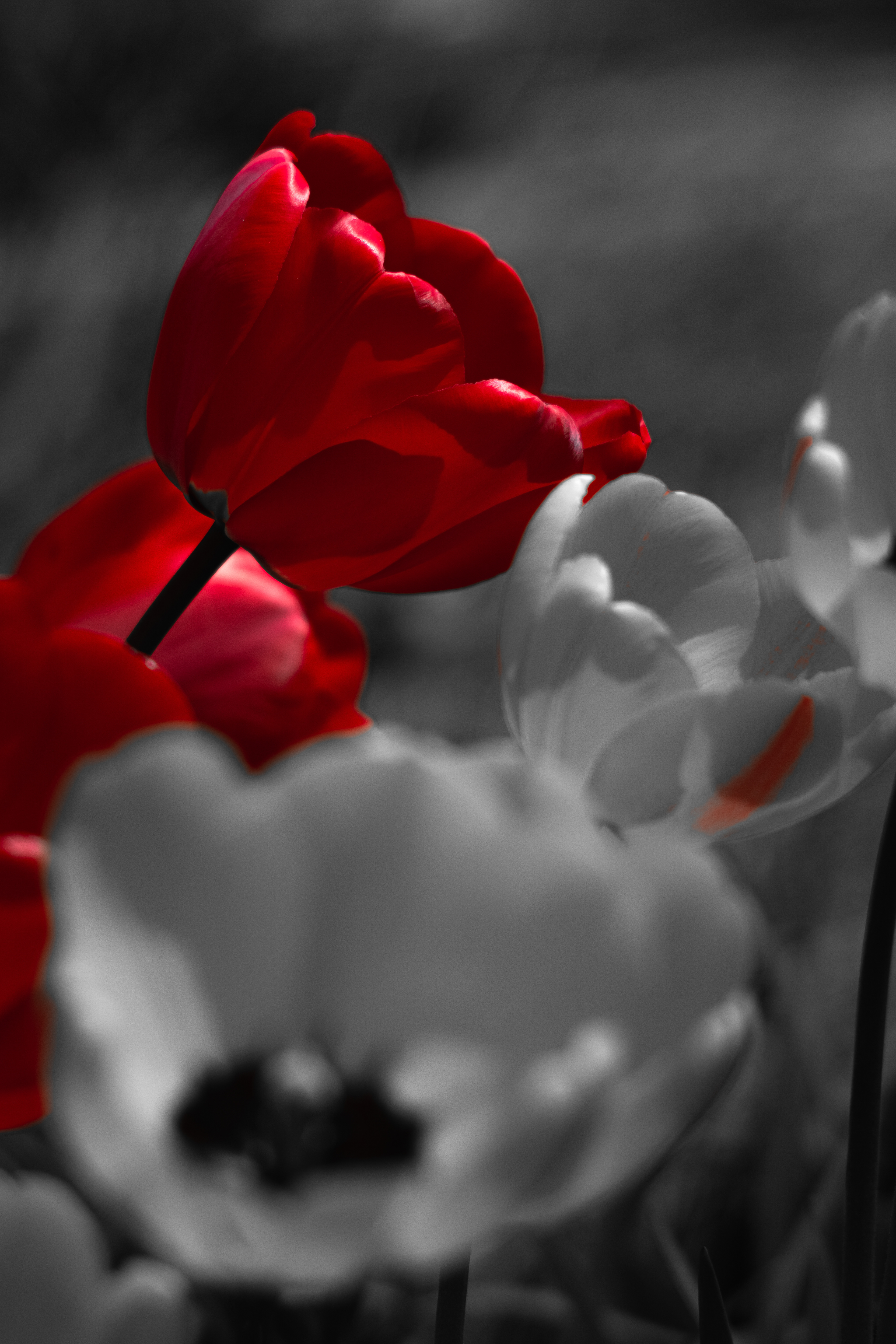 Shot with: Nikon D5200 + Vivitar 85-205mm3.8f.