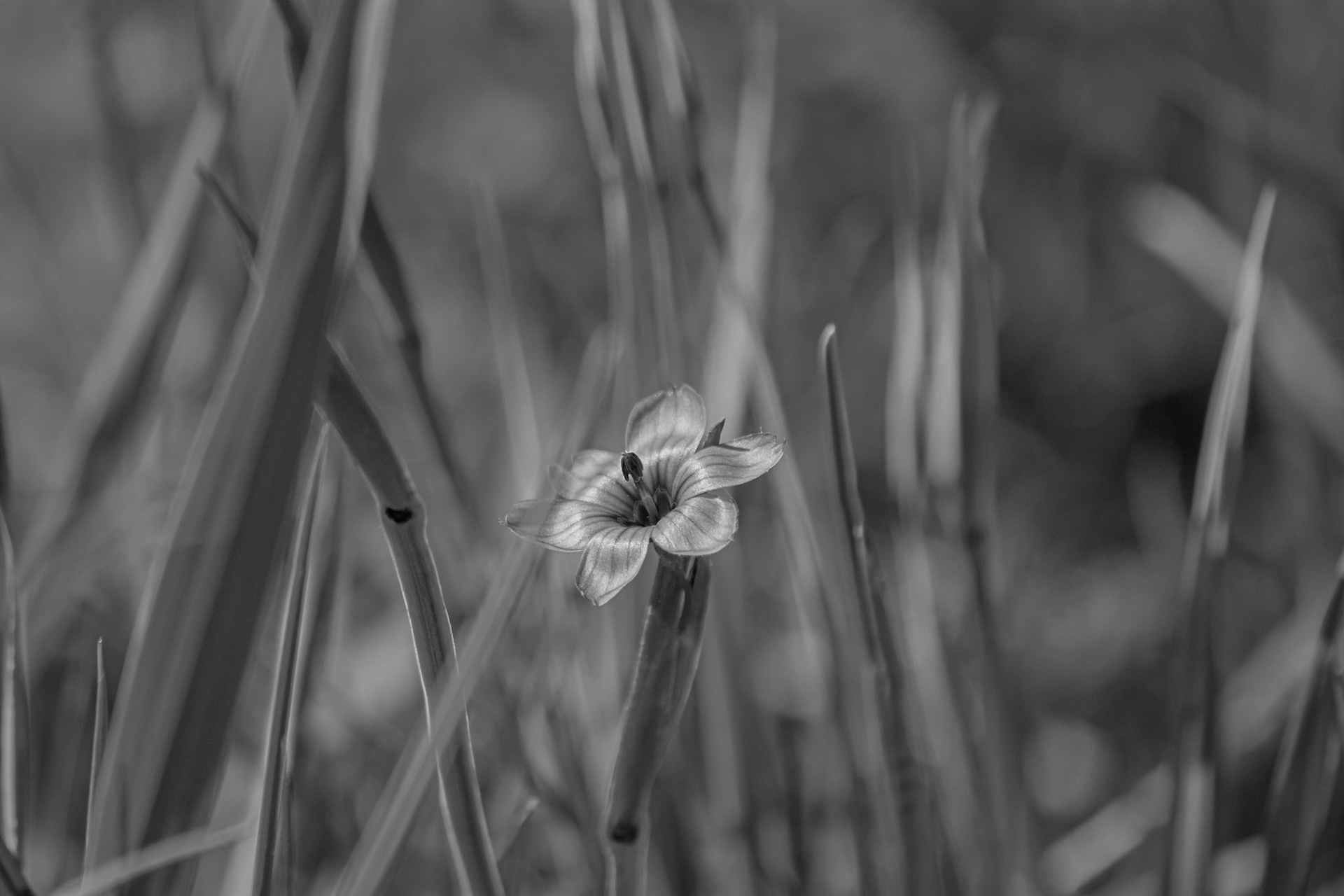 Tiny Bloomer - Black and White; Shot with: Nikon D5200 + Sigma 70-300mm.