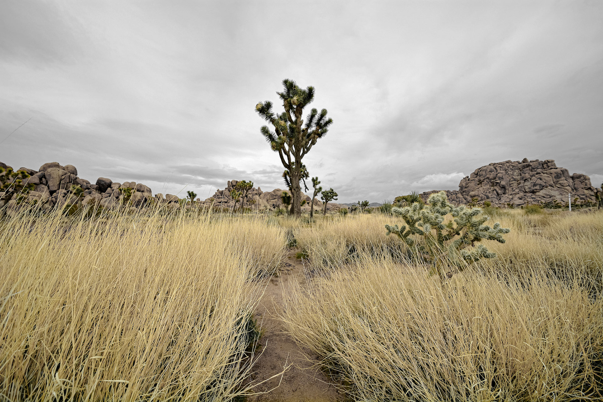 Desert Noasis - Yellow Pop; Shot with: Nikon D5200 + Tamron 10-24mm.