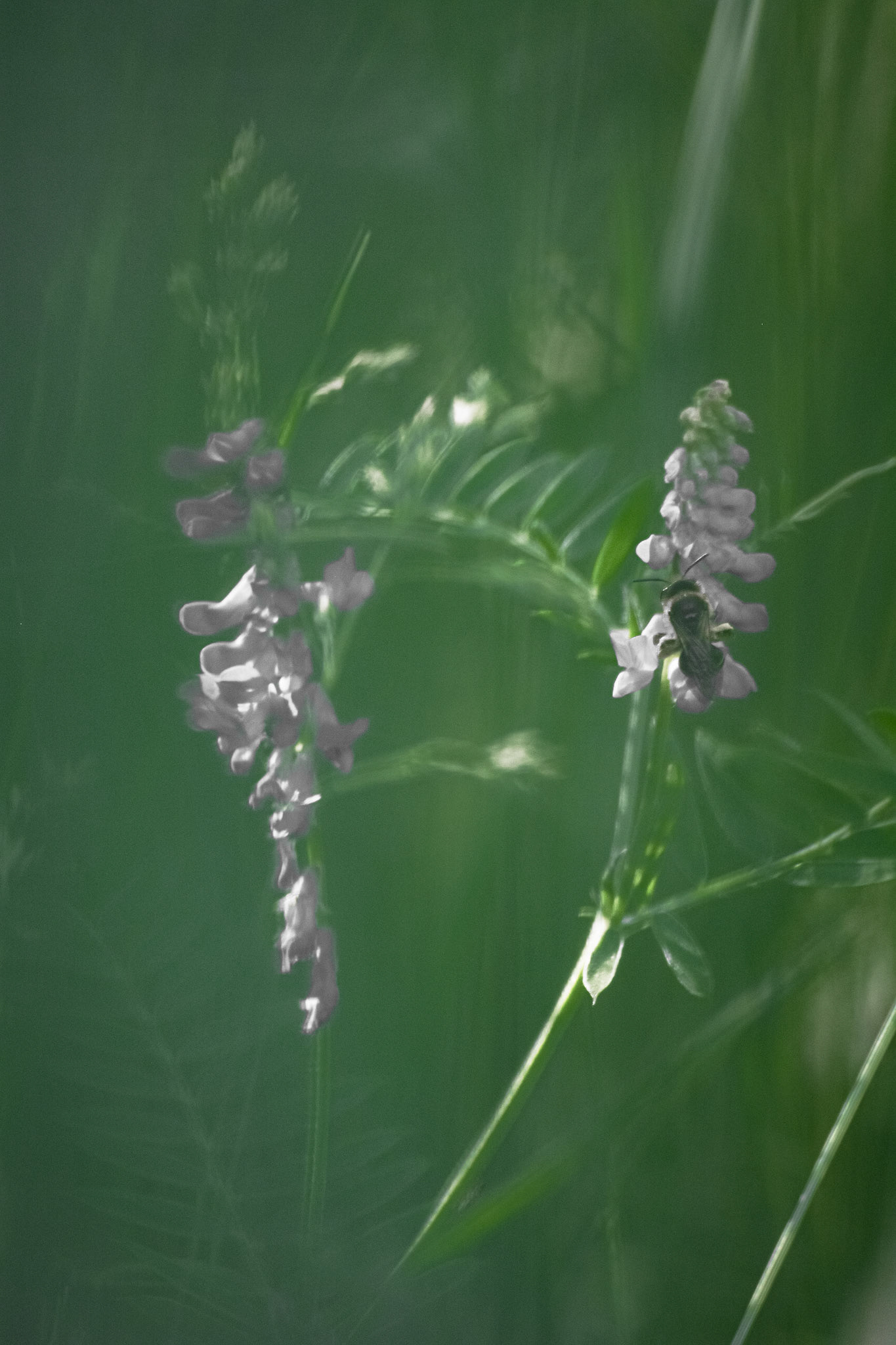 Busy Bee. Shot with: Nikon D5200 + Sigma 70-300mm.