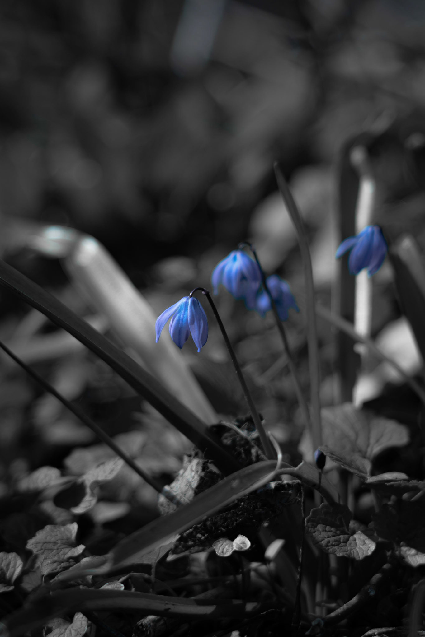 Bluebell Beauties. Shot with: Nikon D5200 + Vivitar 85-205mm.