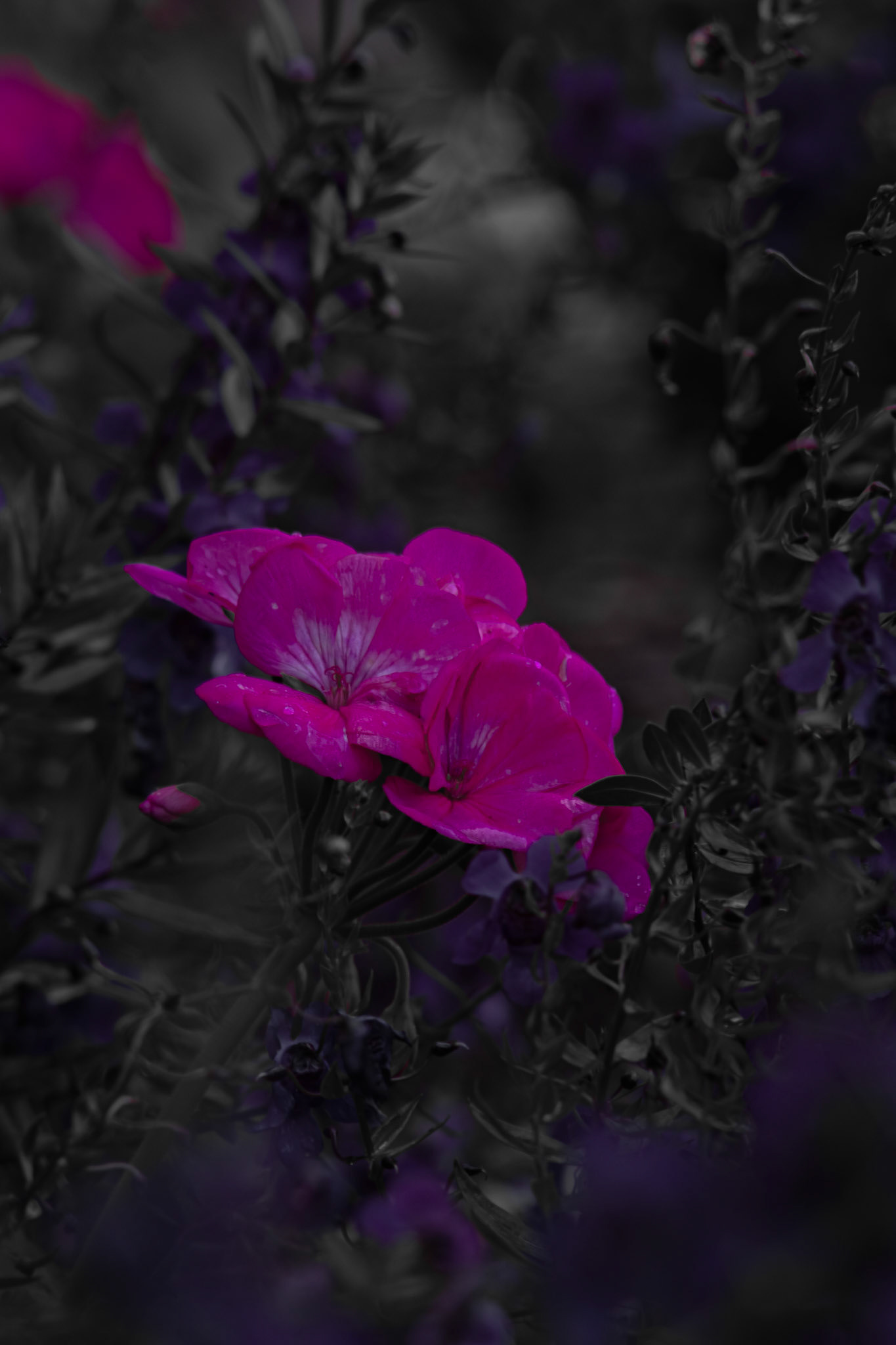 Shot with: Nikon D5200 + Vivitar 85-205mm.