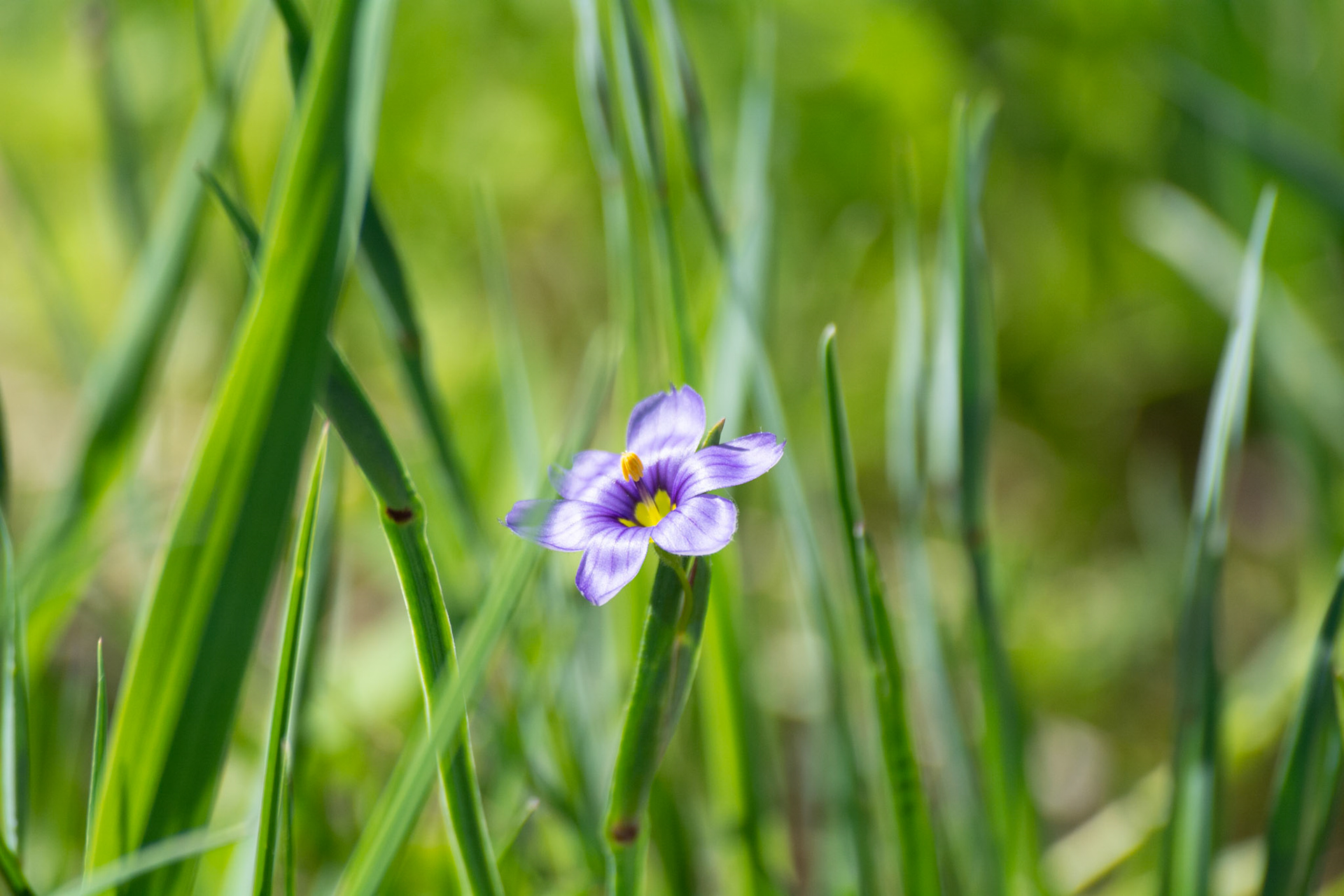 Tiny Bloomer - Full Colour; Shot with: Nikon D5200 + Sigma 70-300mm.