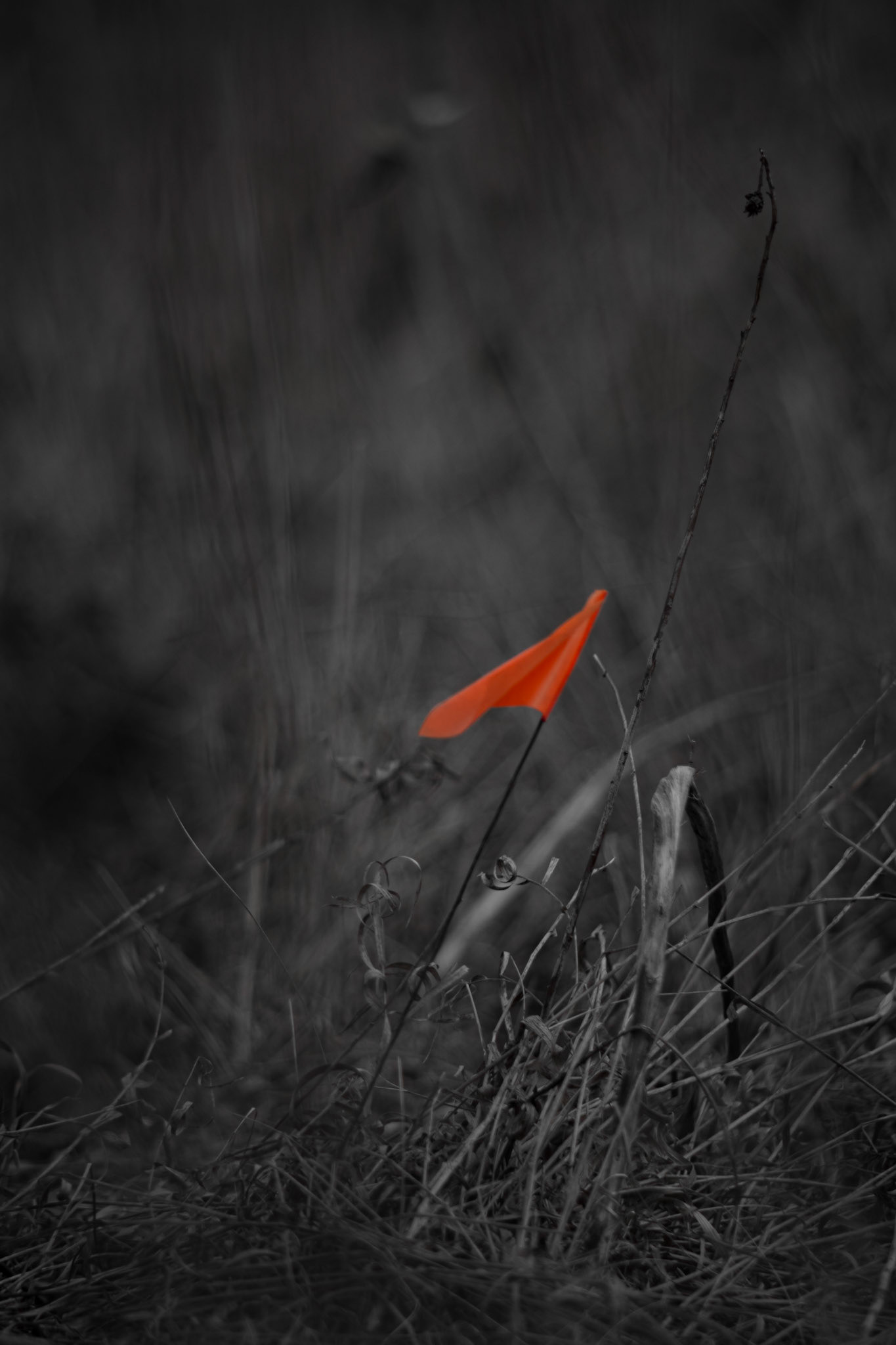 Shot with: Nikon D5200 + Vivitar 85-205mm3.8f.
