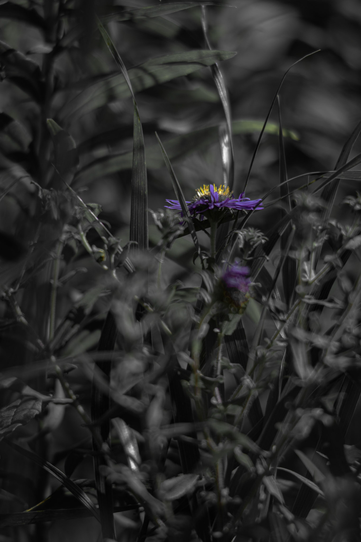 Shot with: Nikon D5200 + Vivitar 85-205mm + Tripod.