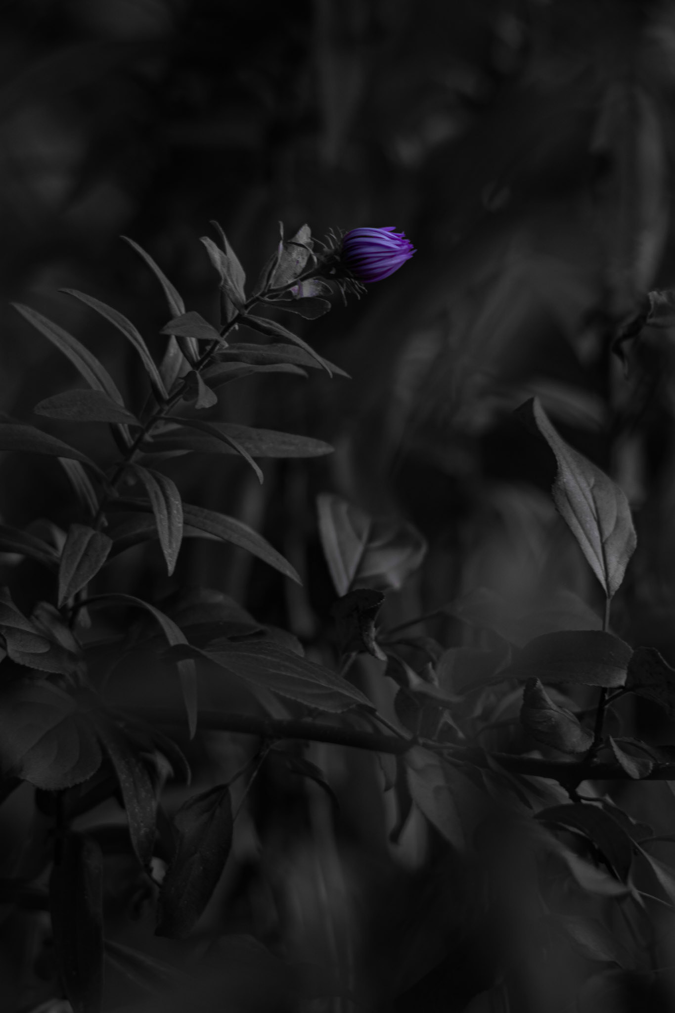 Shot with: Nikon D5200 + Vivitar 85-205mm.