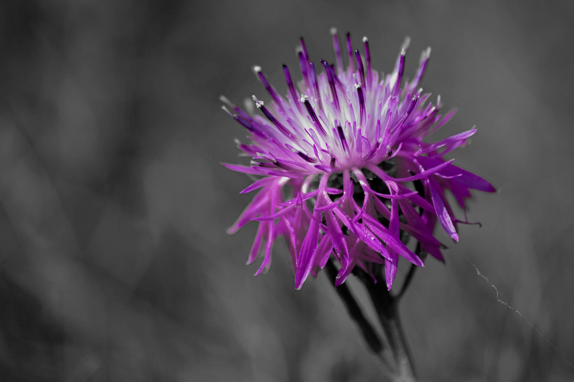 Perfected Purple. Shot with: Nikon D5200 + Sigma 70-300mm.