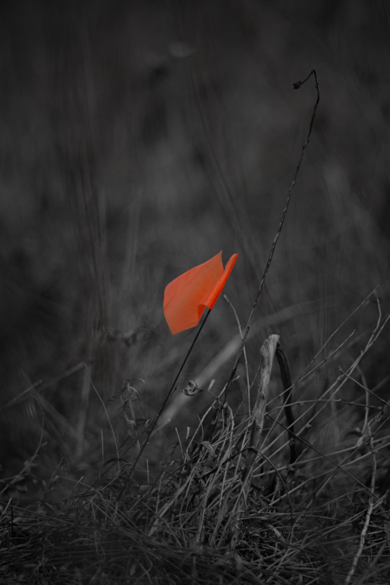 Shot with: Nikon D5200 + Vivitar 85-205mm3.8f.