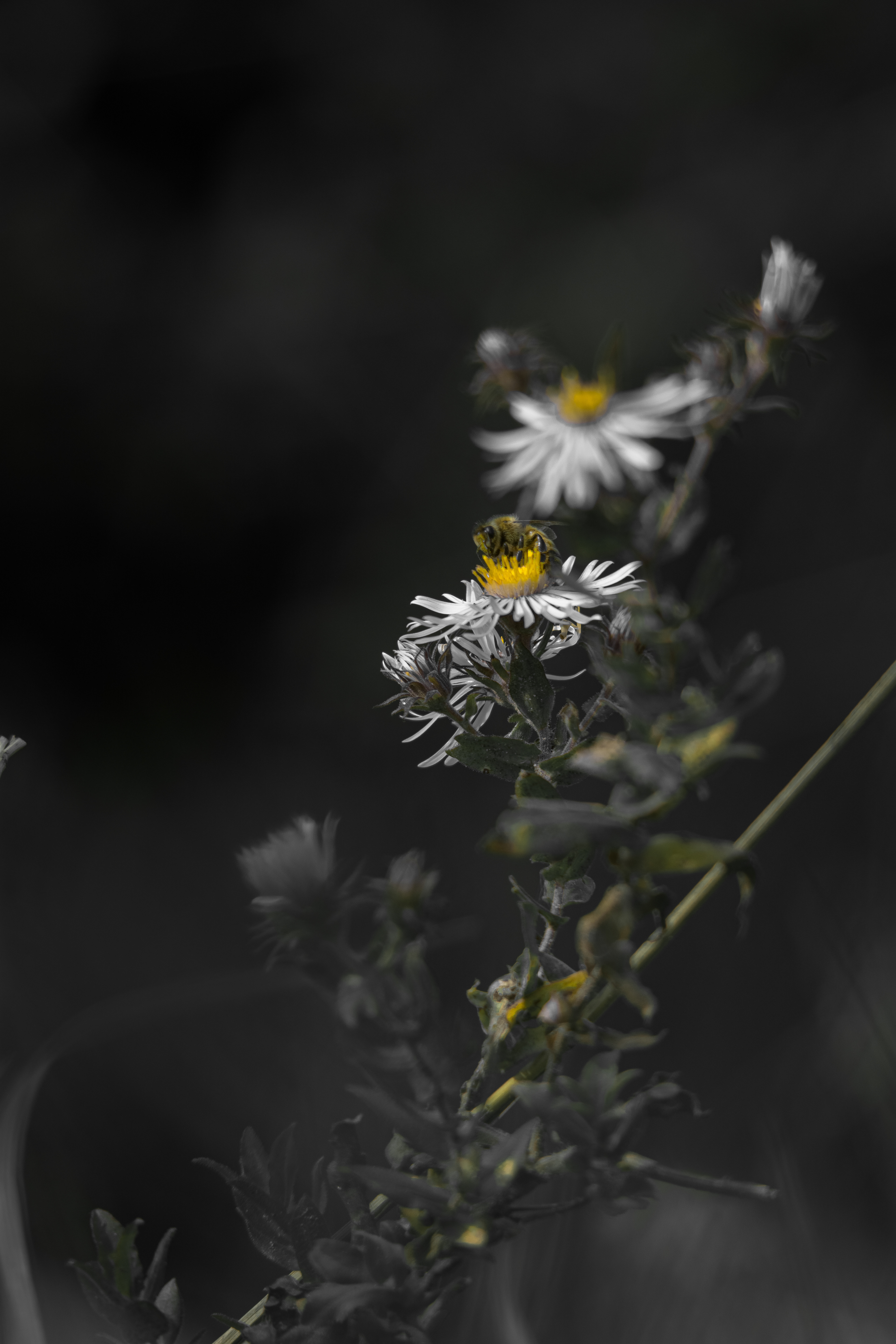 My Best (y). Shot with: Nikon D5200 + Vivitar 85-205mm.