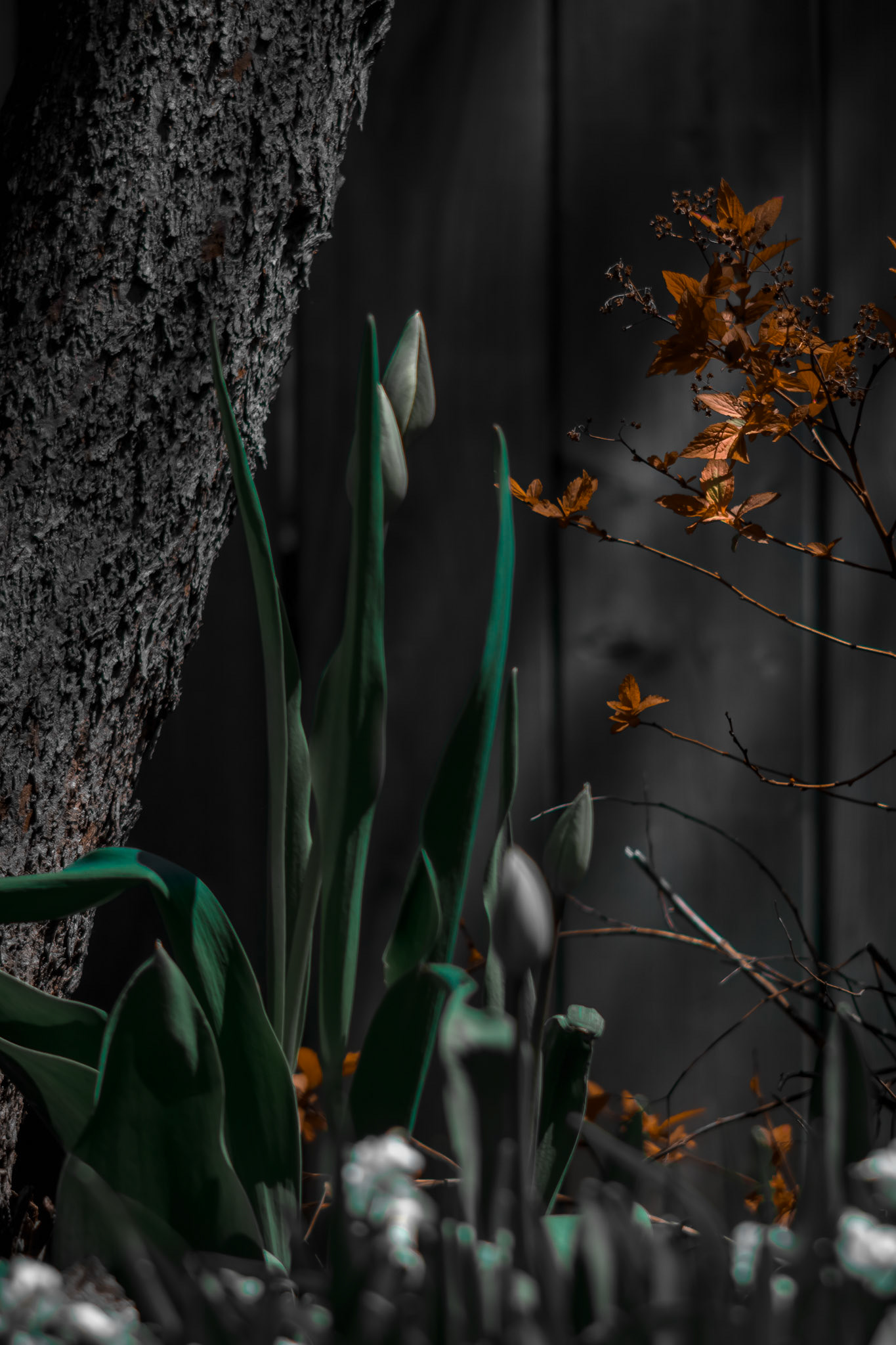 Shot with: Nikon D5200 + Vivitar 85-205mm3.8f.
