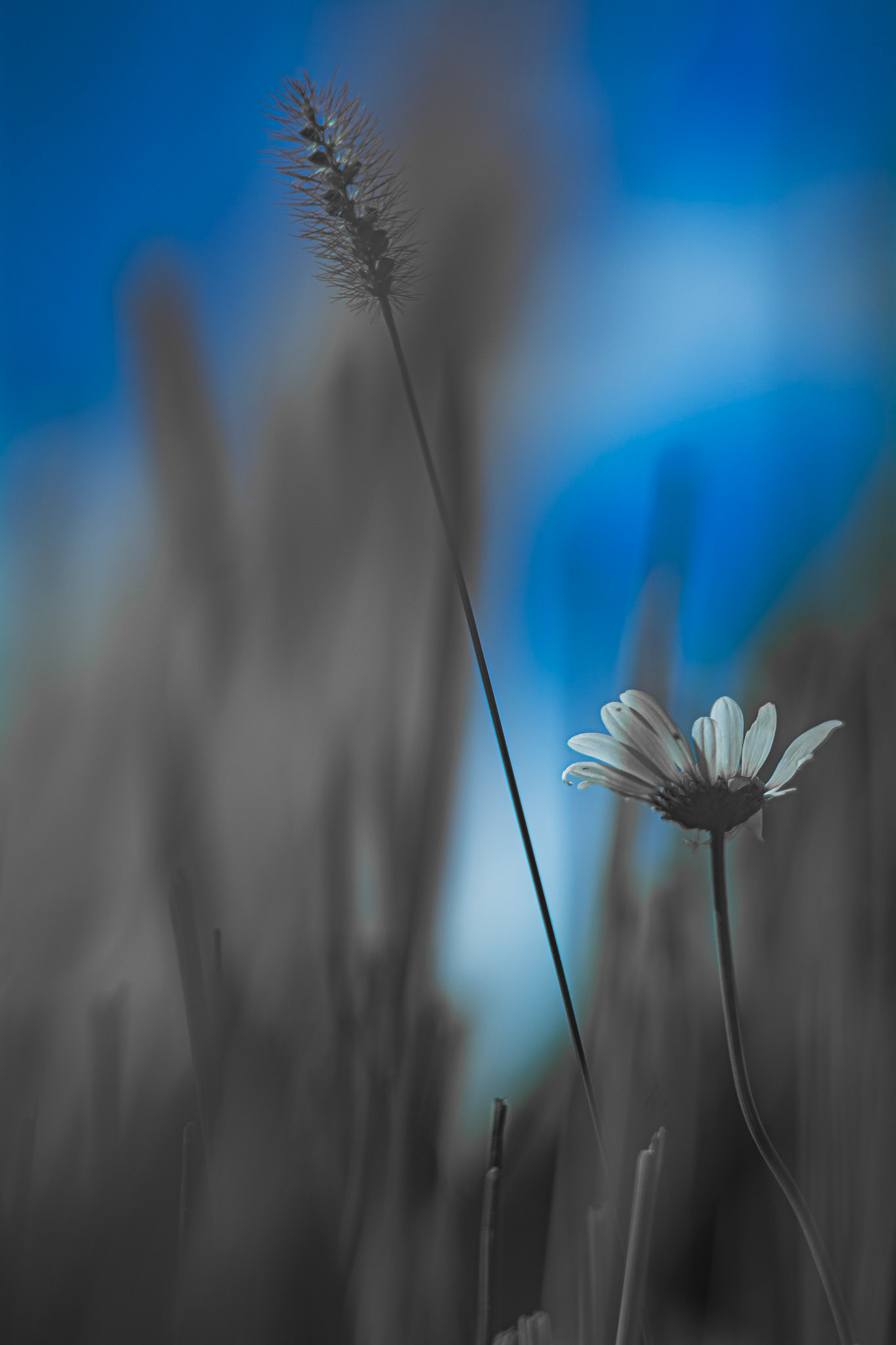 Shot with: Nikon D5200 + Vivitar 85-205mm + Tripod.