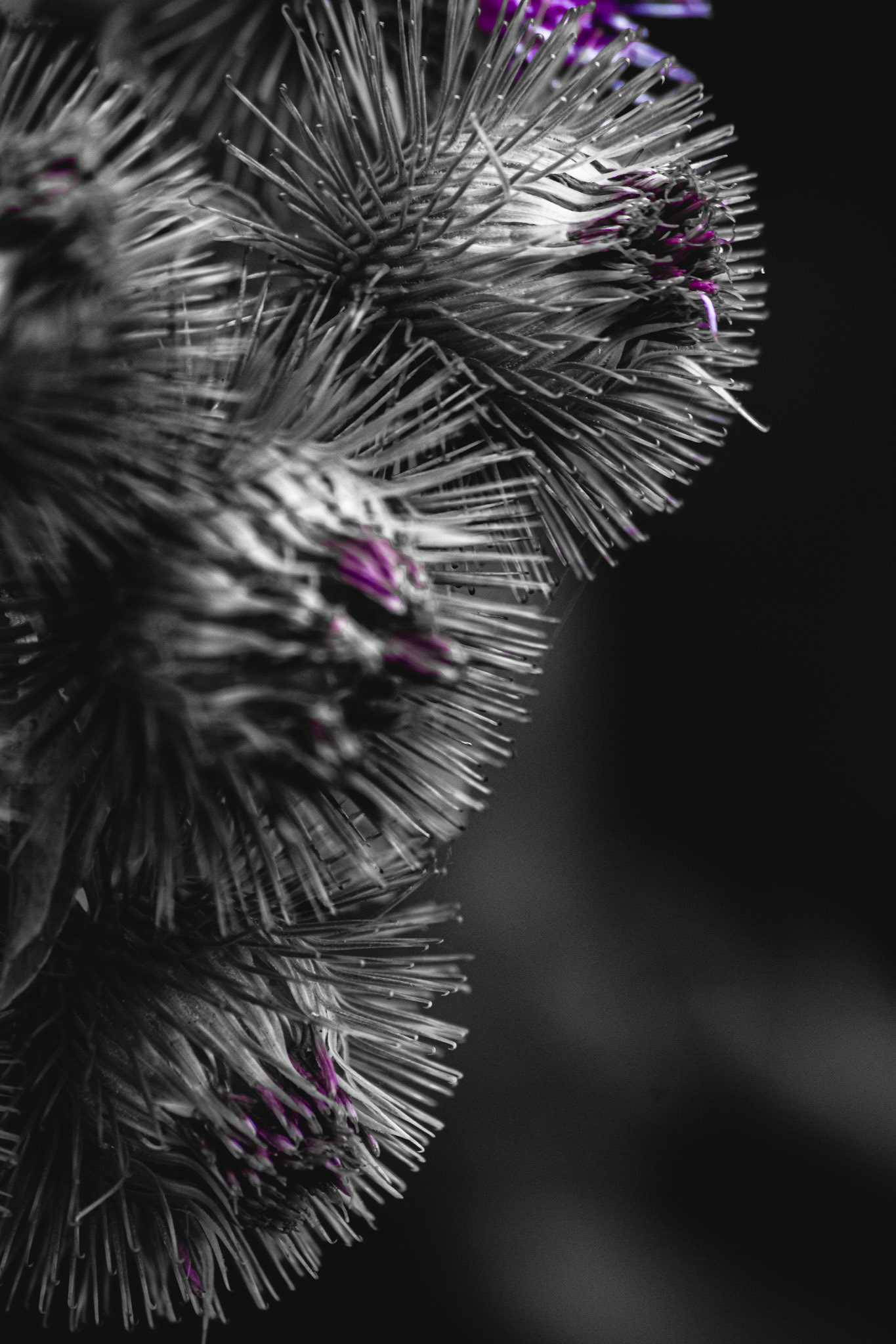 Sharpened Focus. Shot with: Nikon D5200 + Sigma 70-300mm.