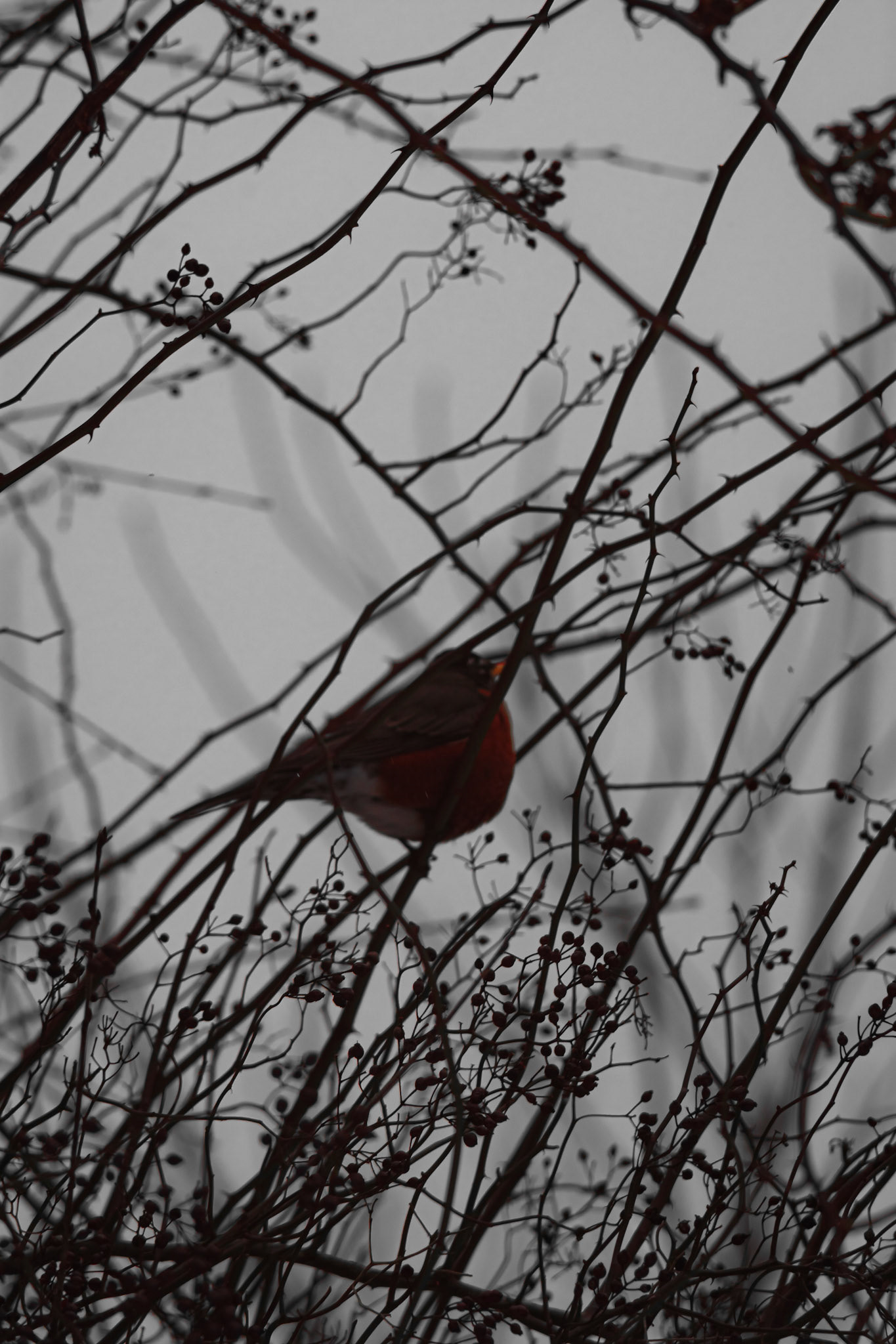 Red Robin. Shot with: Nikon D5200 + Vivitar 85-205mm.