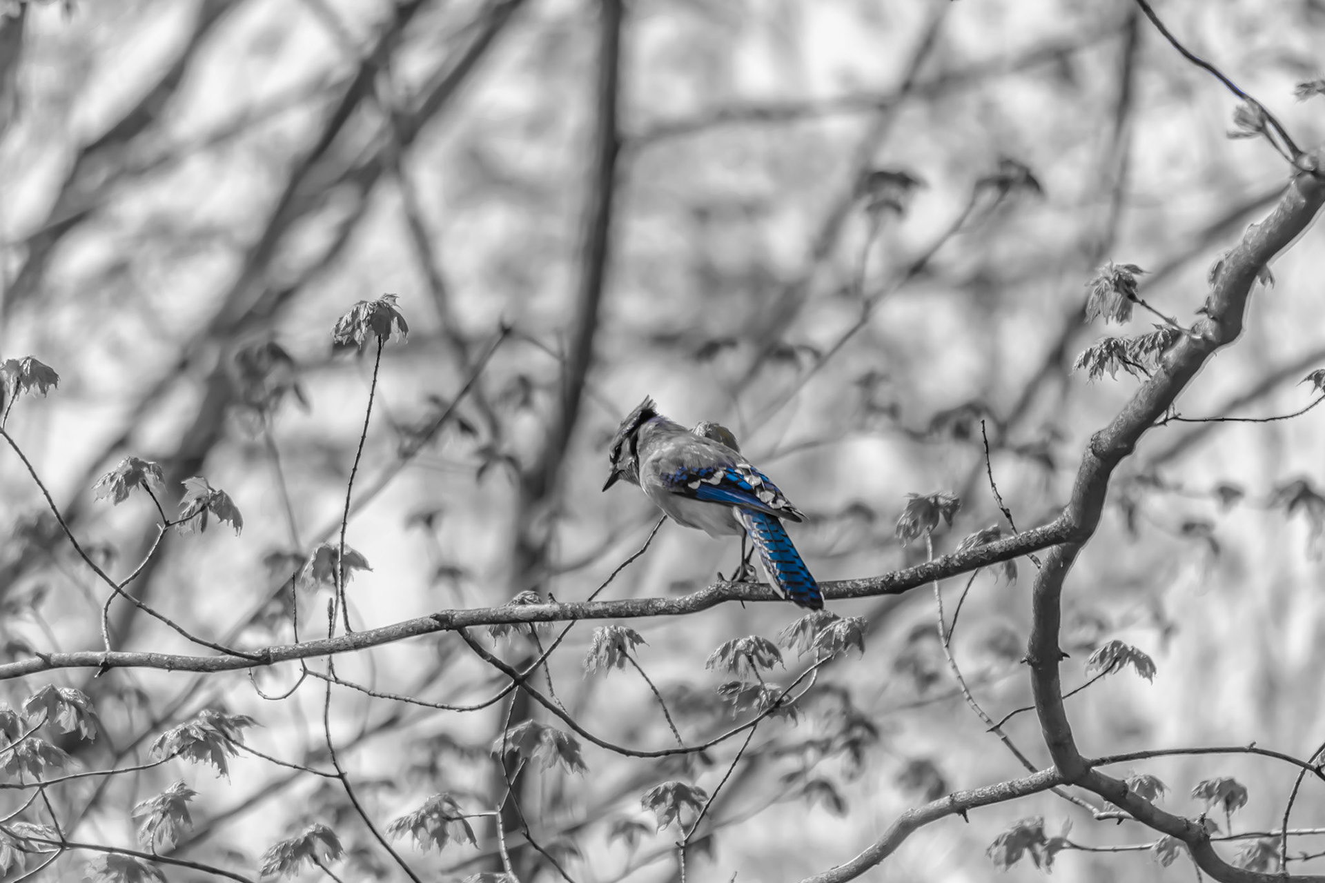 Ok, Blue Jay. Shot with: Nikon D5200 + Sigma 70-300mm.