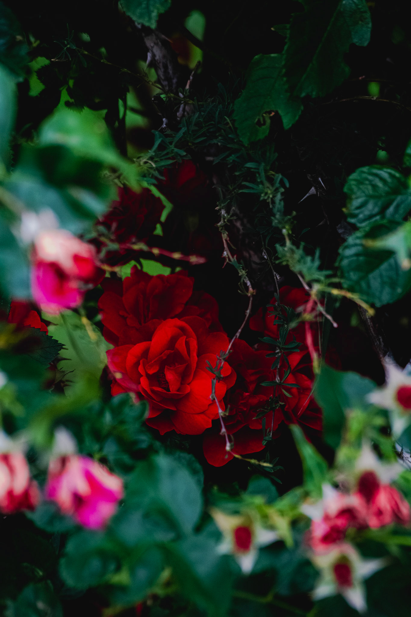 Re(d)fined Rose Bush - Full Colour; Shot with: Nikon D5200 + Sigma 70-300mm.