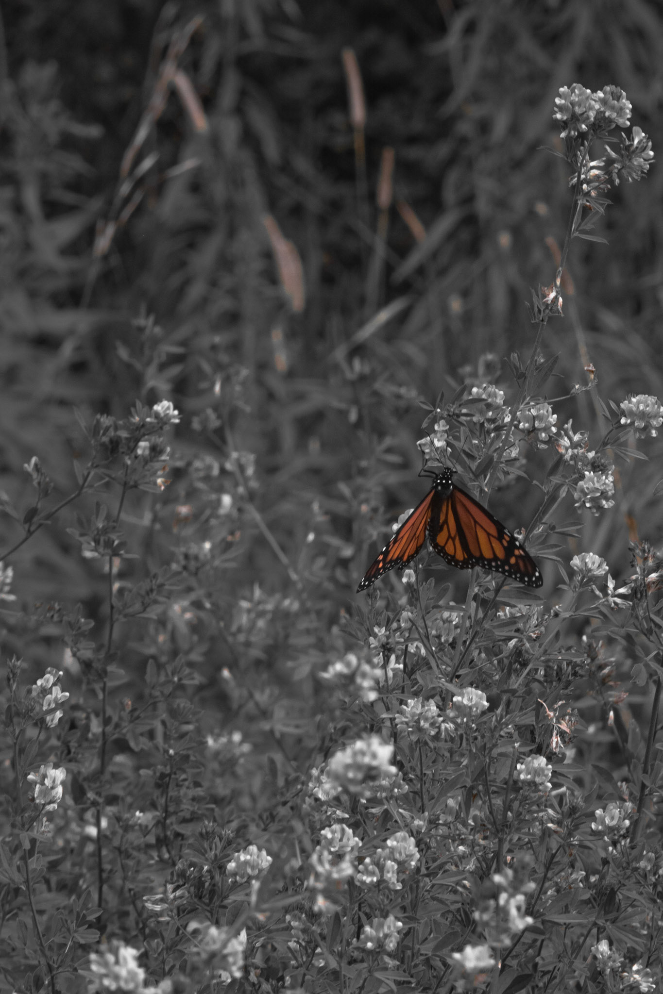 Shot with: Nikon D5200 + Vivitar 85-205mm + Tripod.