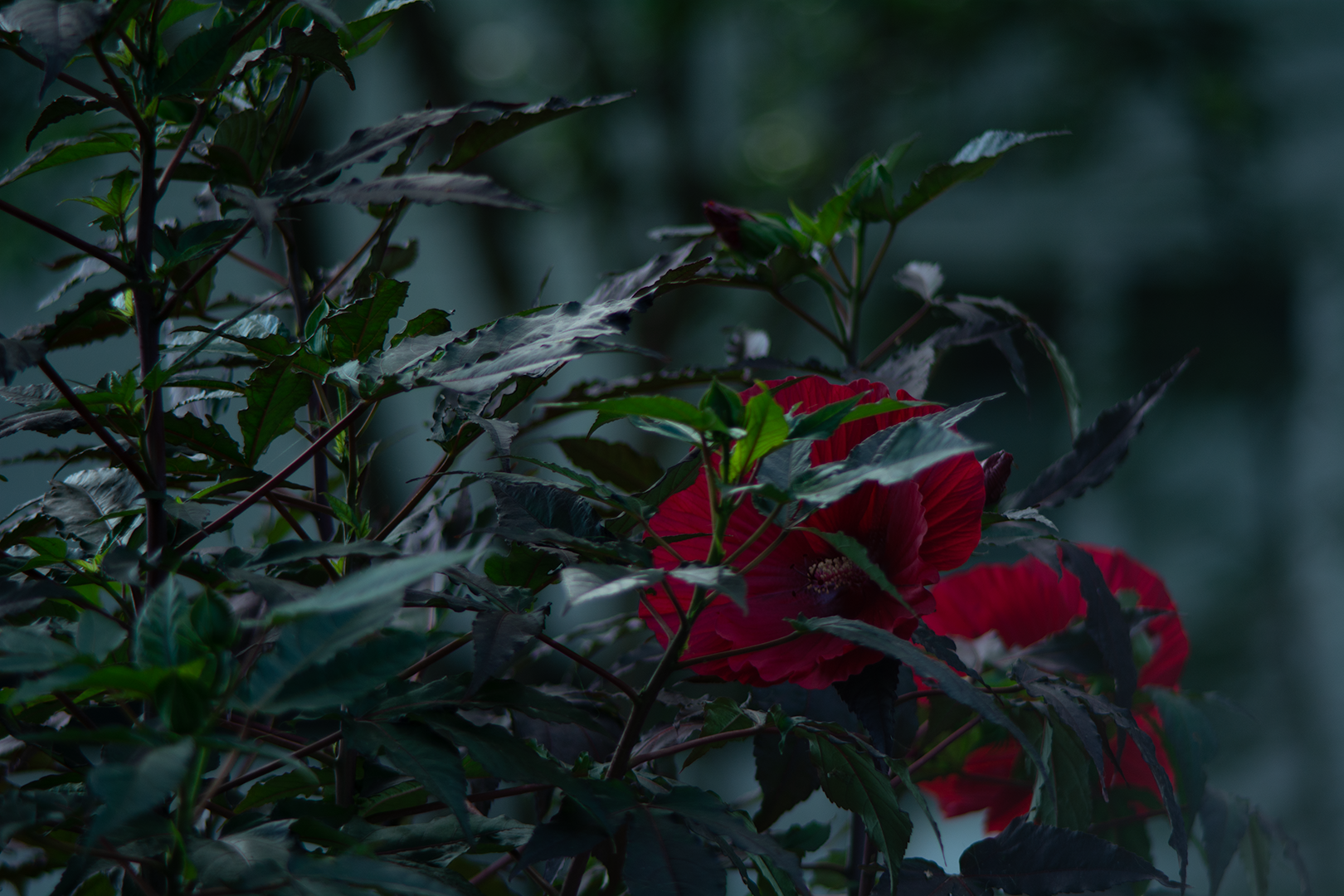 Re(d)fined Hibiscus - Full Colour; Shot with: Nikon D5200 + Vivitar 85-205mm.