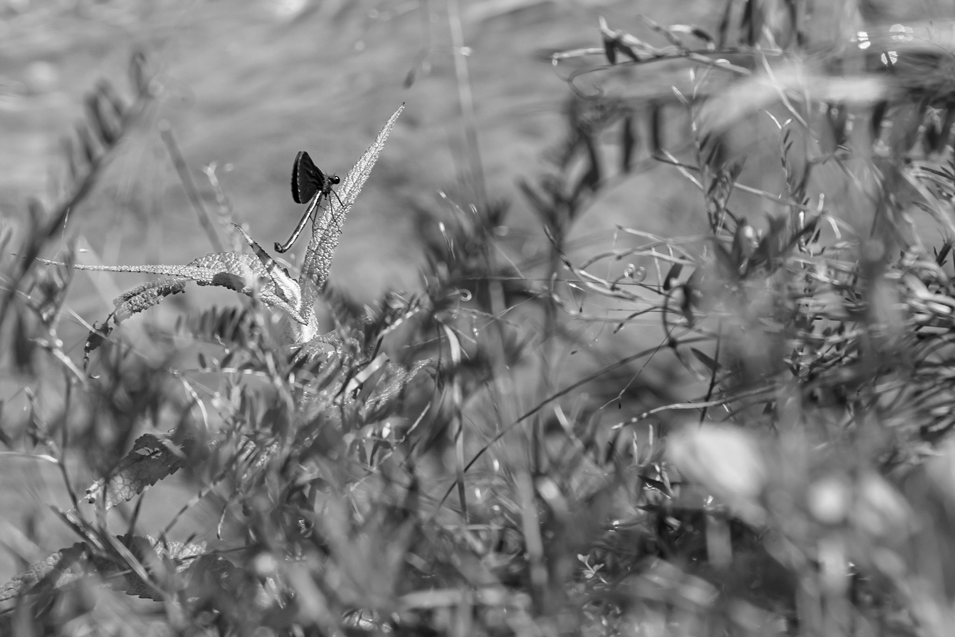 Lucky Click - Black and White; Shot with: Nikon D5200 + Sigma 70-300mm.