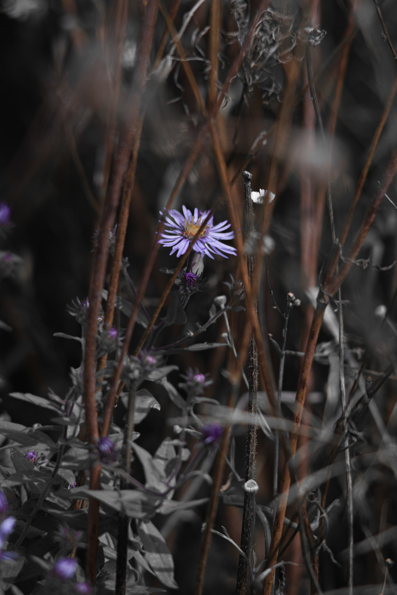 Shot with: Nikon D5200 + Vivitar 85-205mm.