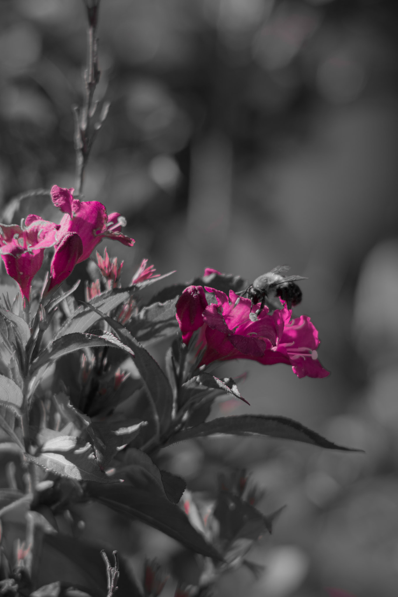 Pretty Pollinator. Shot with: Nikon D5200 + Vivitar 85-205mm. 